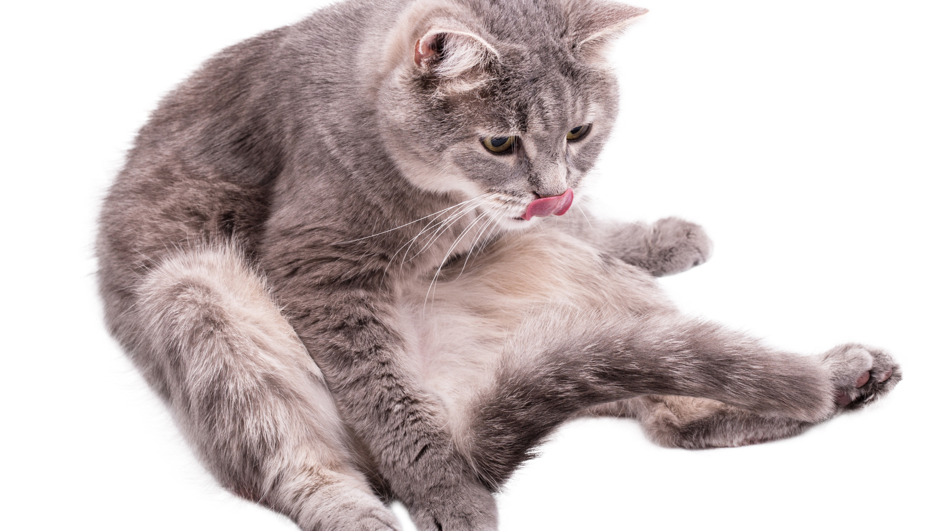 Серый породистый на белом фоне