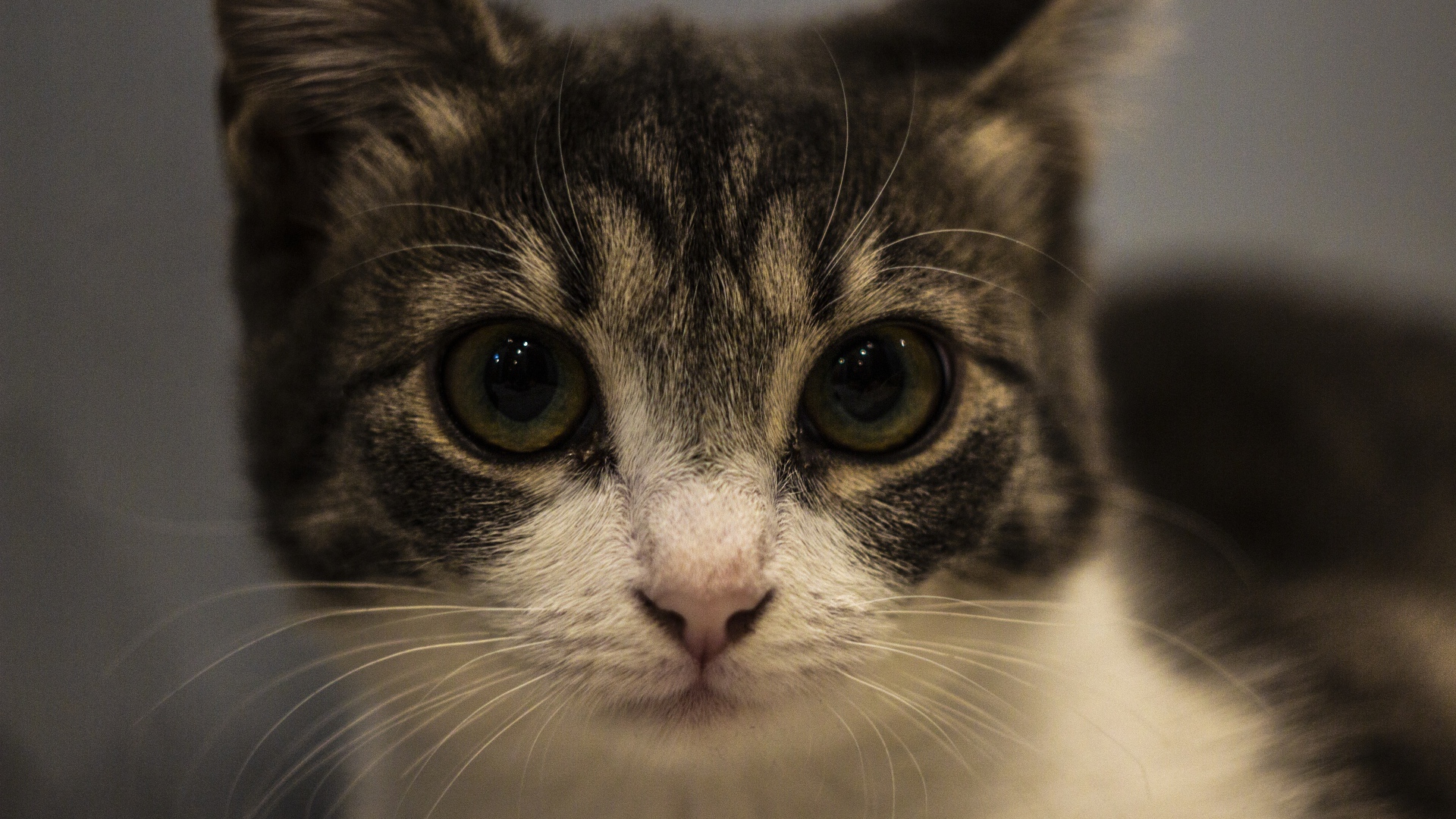 Домашний серый с белым котенок крупным планом