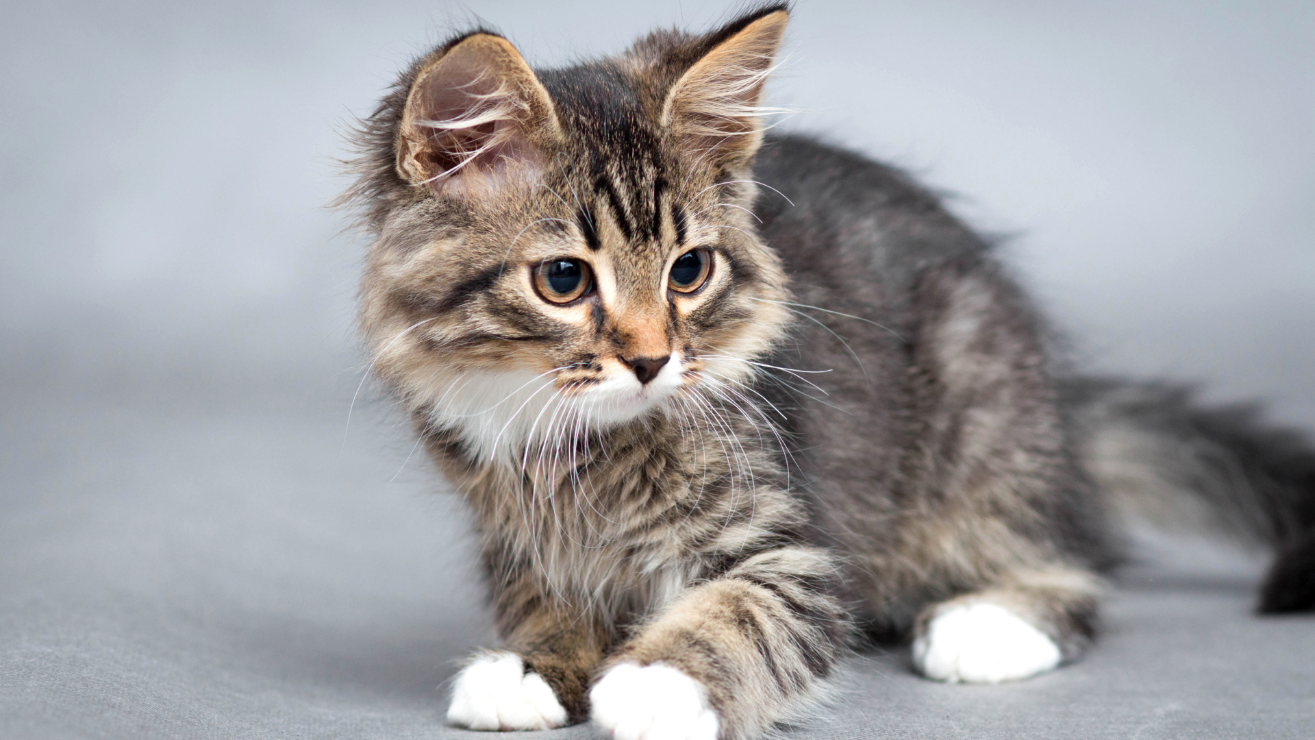 Маленький милый котенок на сером фоне