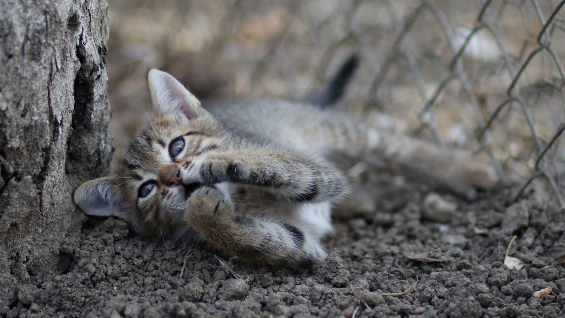 Маленький серый котенок играет у дерева на земле 