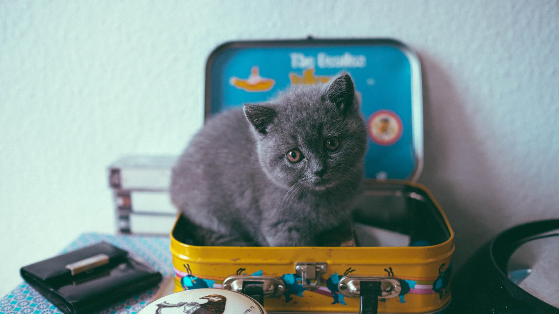 Маленький серый котенок сидит в чемодане