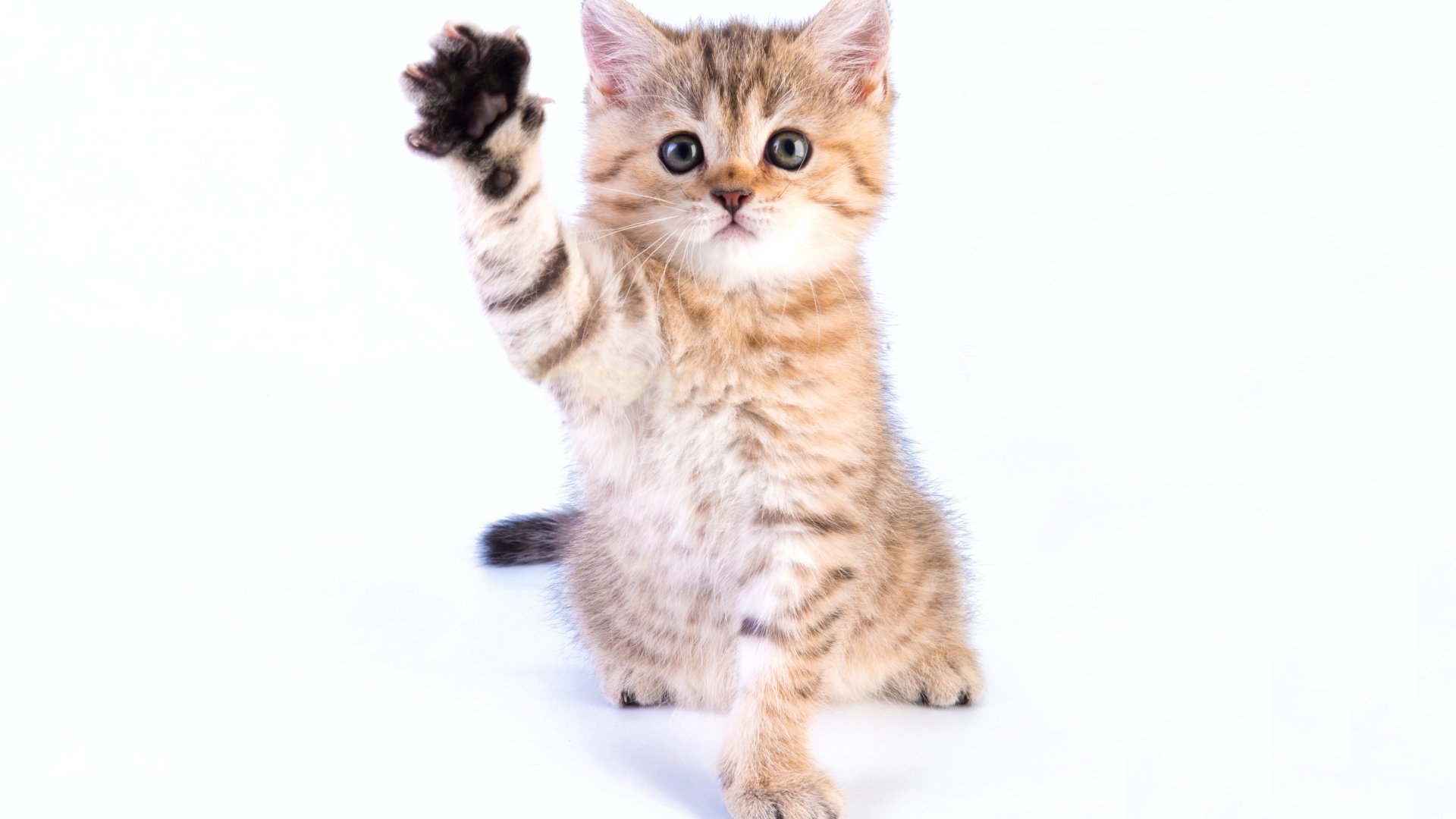 Маленький котенок с поднятой лапой на белом фоне