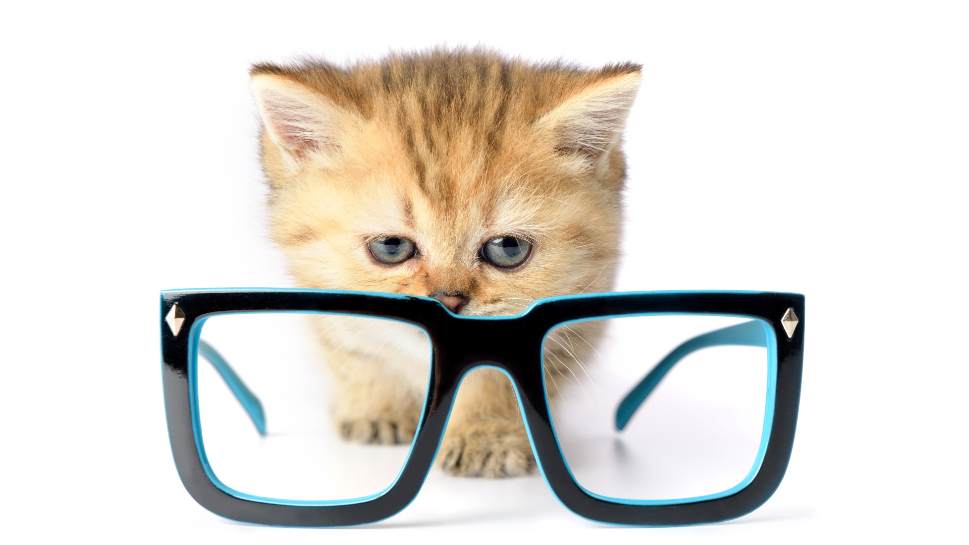 Маленький котенок с очками на белом фоне