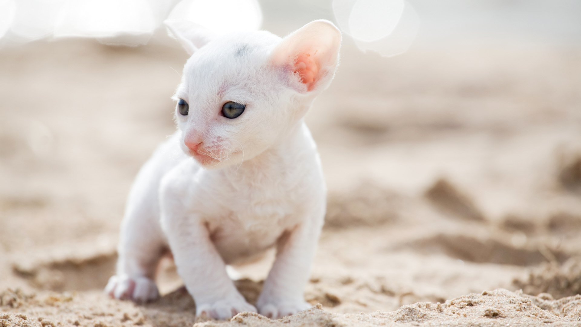 Маленький белый котенок Корниш-рекс на песке