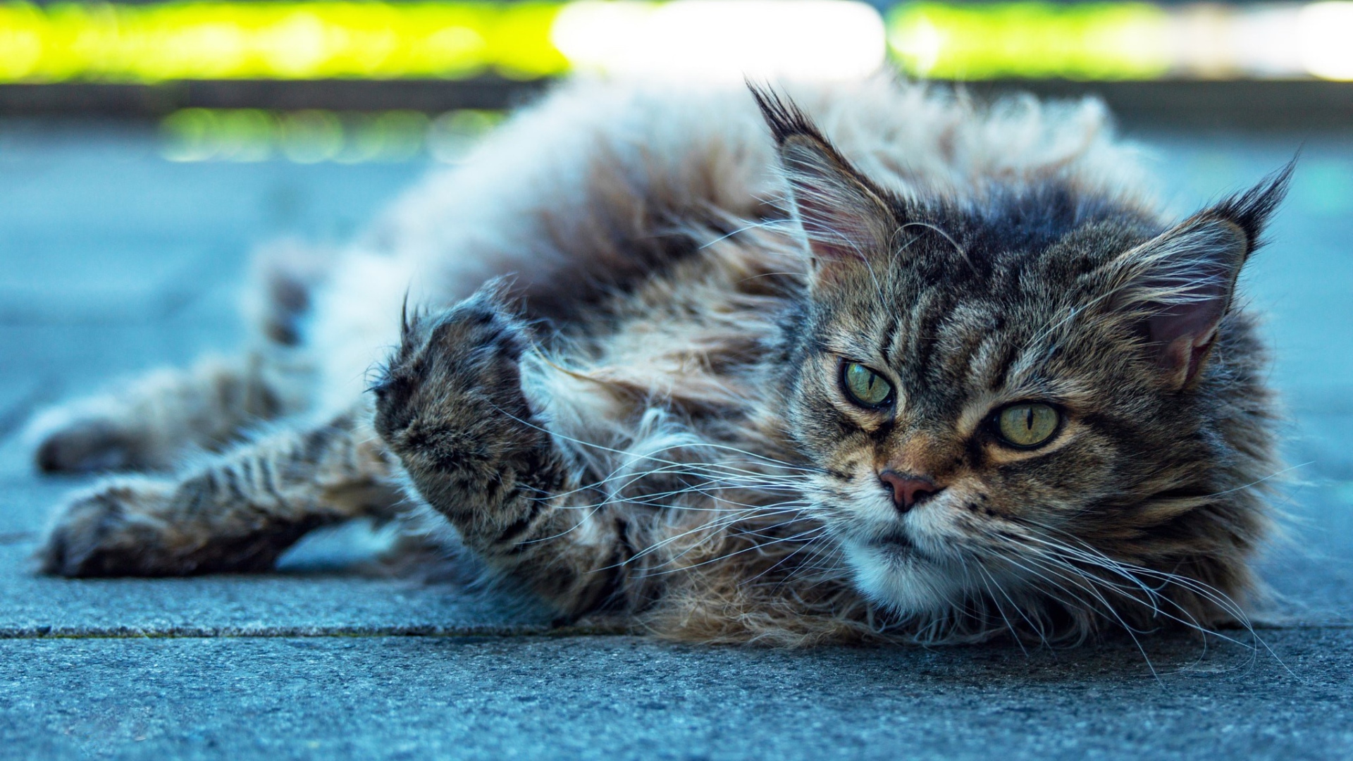 Старый серый кот породы мейн кун 