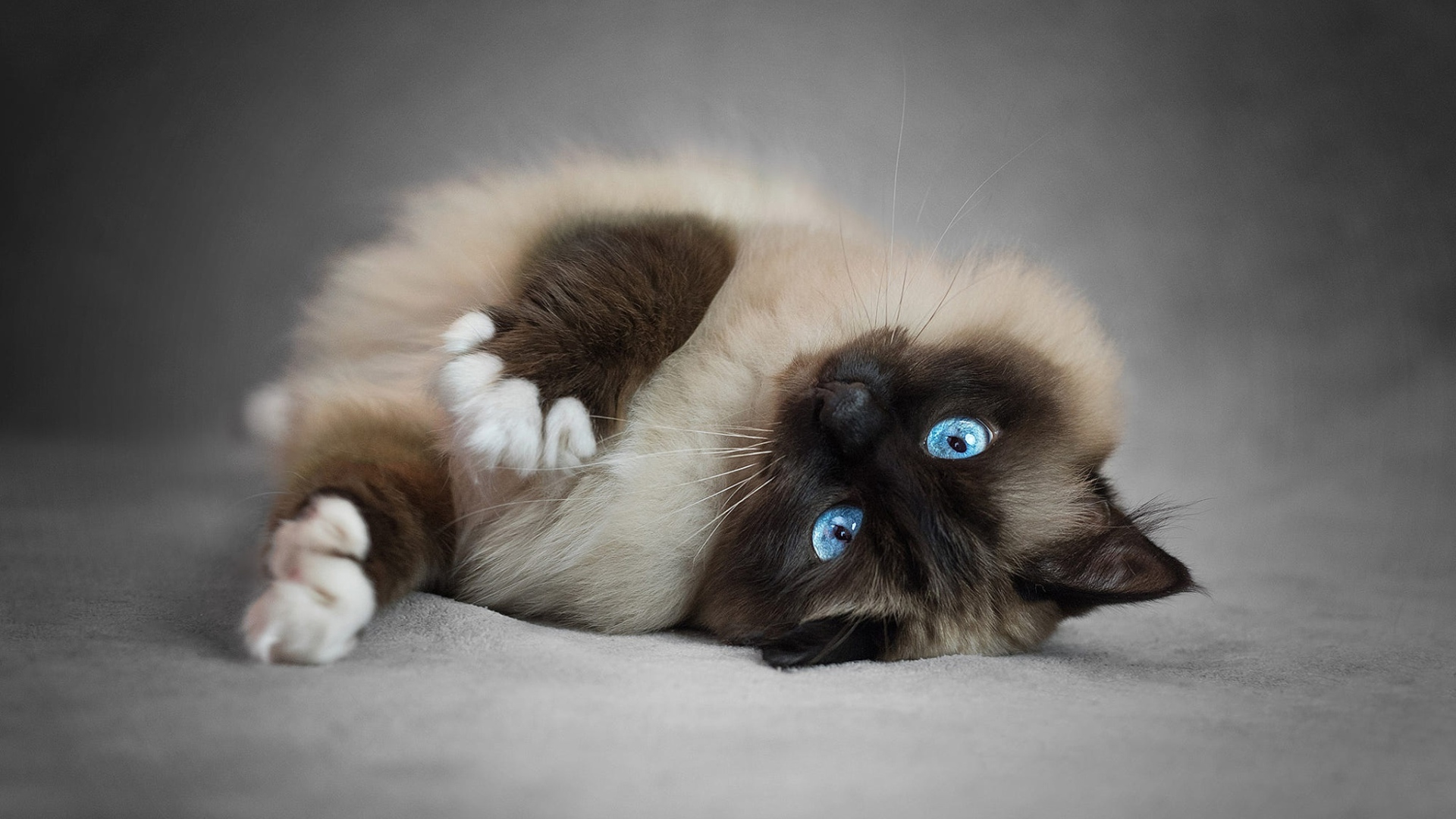 Pedigree fluffy blue-eyed Siamese cat
