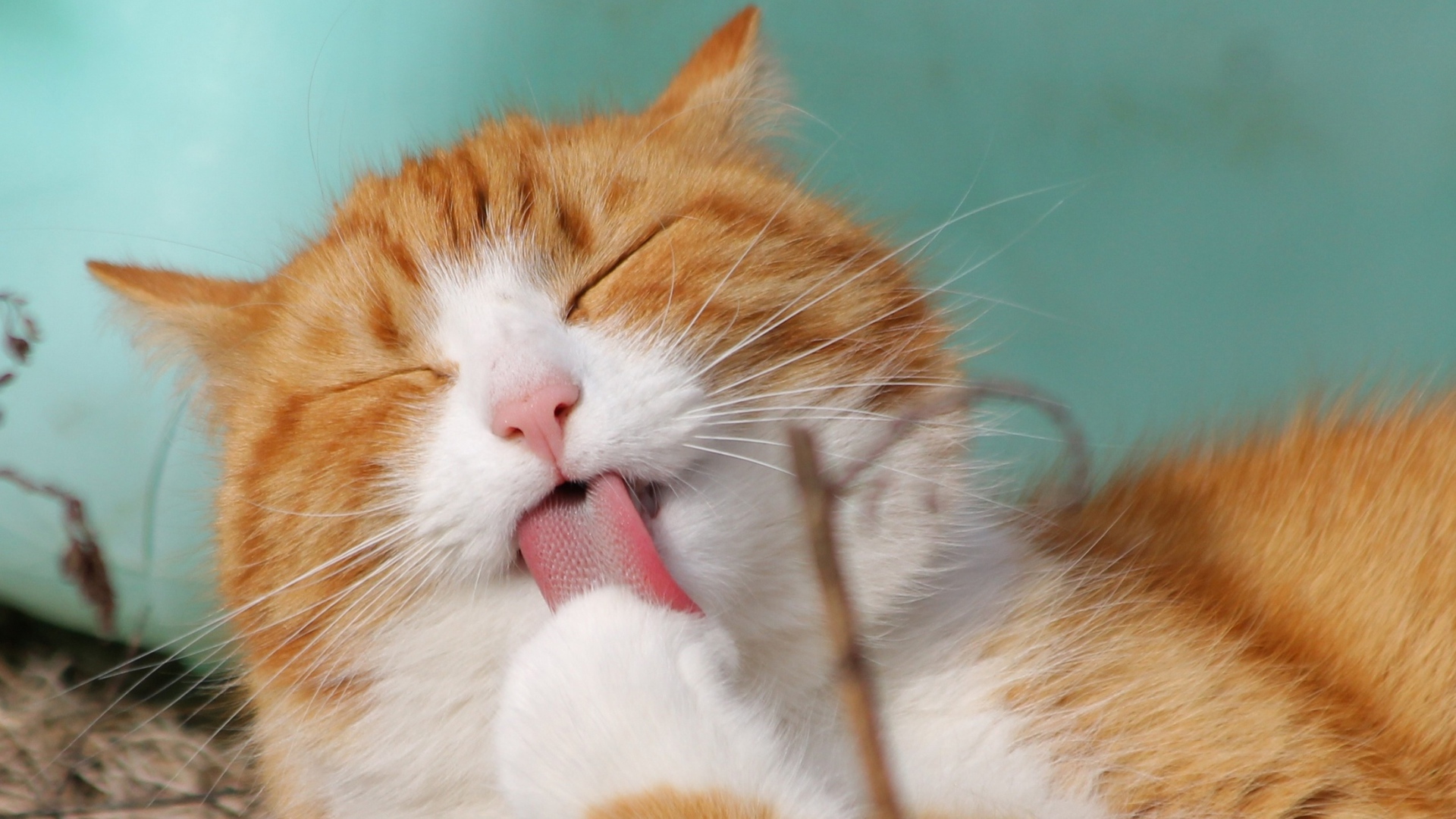 Рыжий с белым кот облизывает лапу