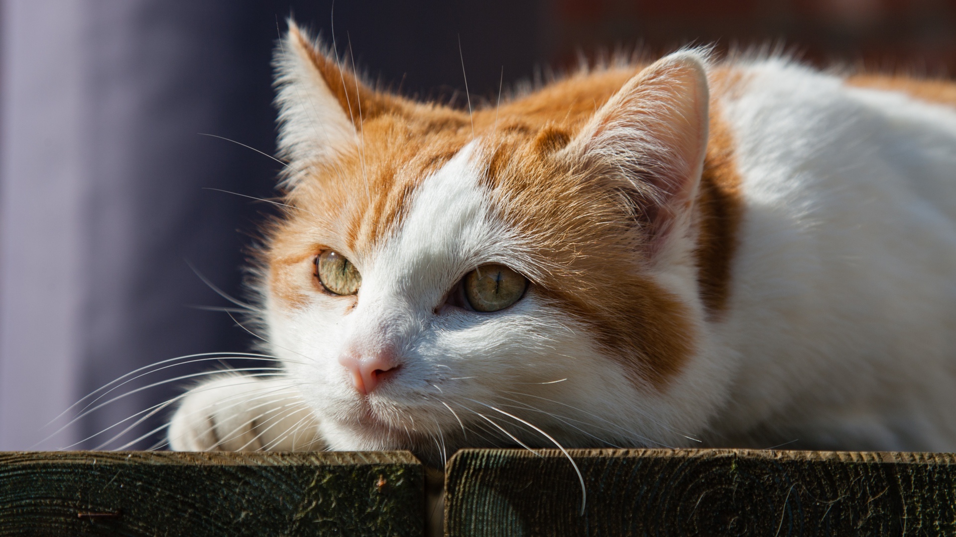 Рыжий с белым кот лежит на досках 