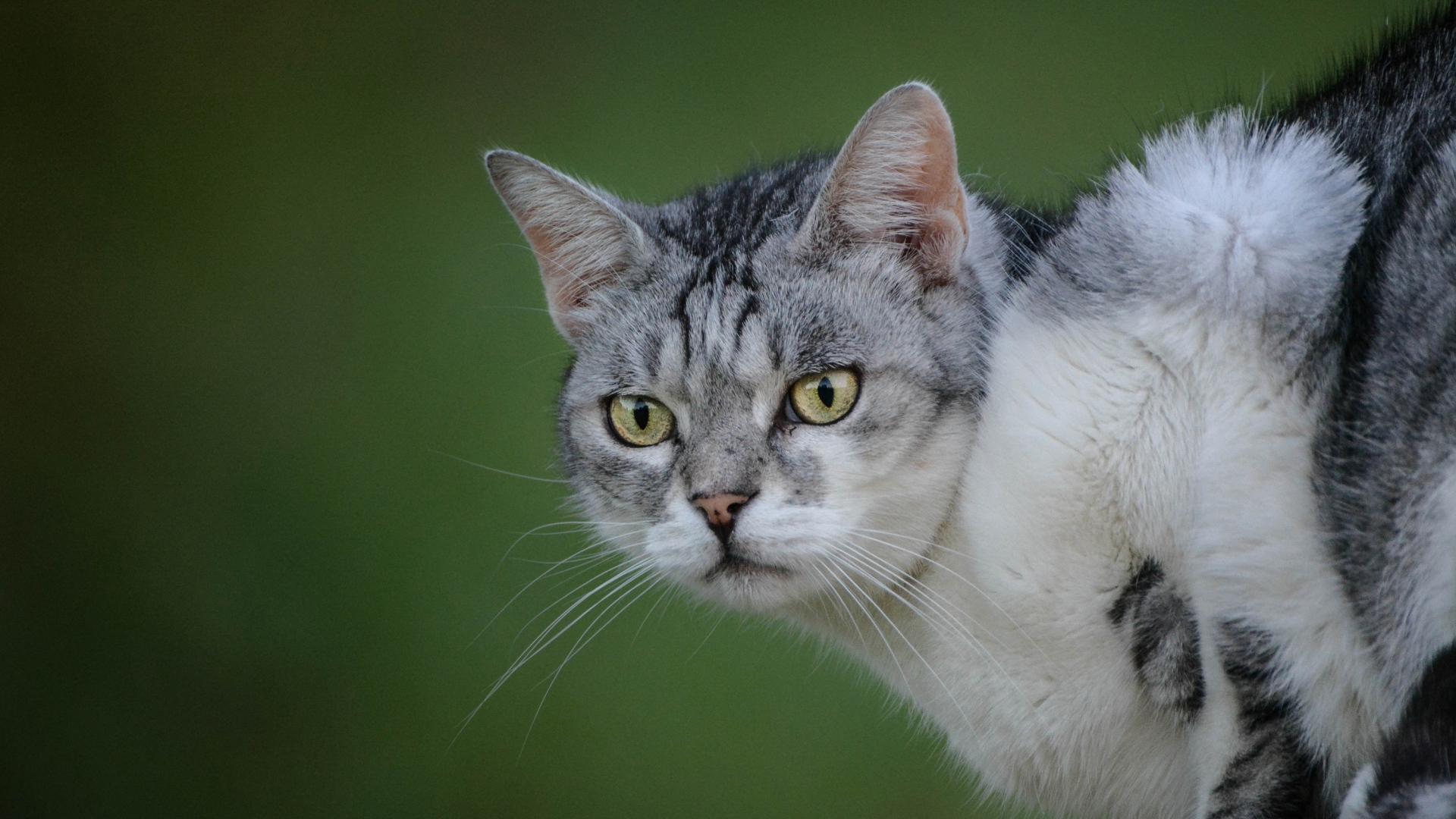 Серьезный серый кот на зеленом фоне