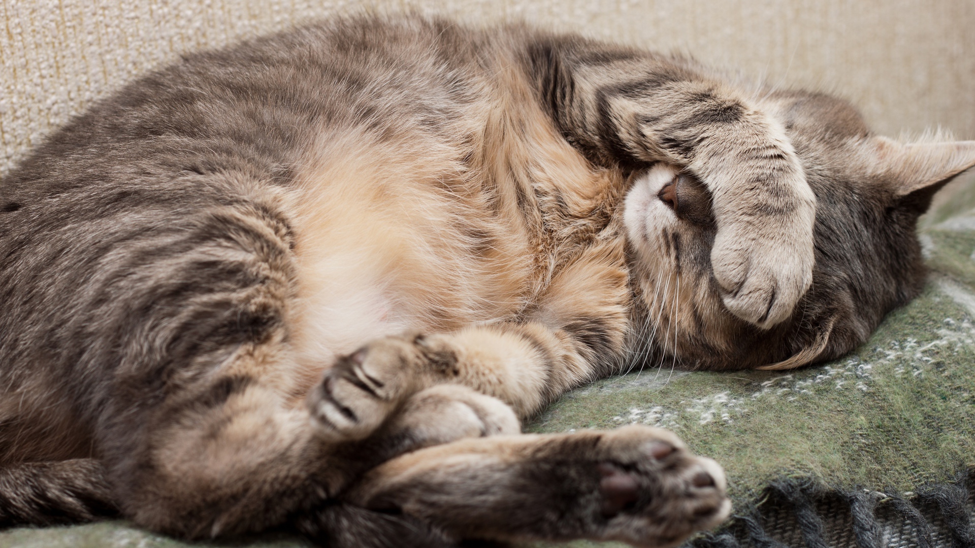 Спящий кот закрыл морду лапой 