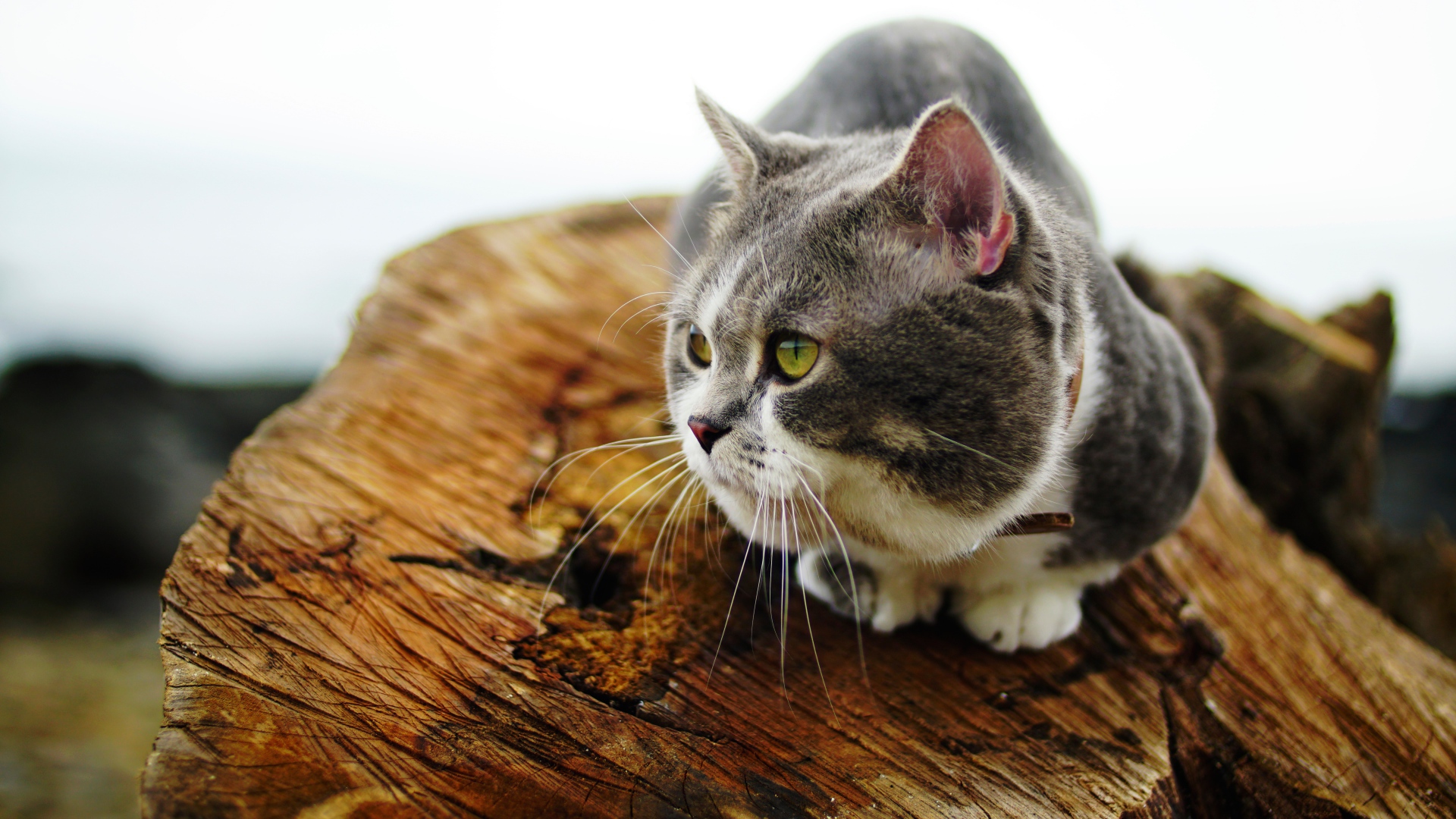 Породистый зеленоглазый кот сидит на сухом дереве