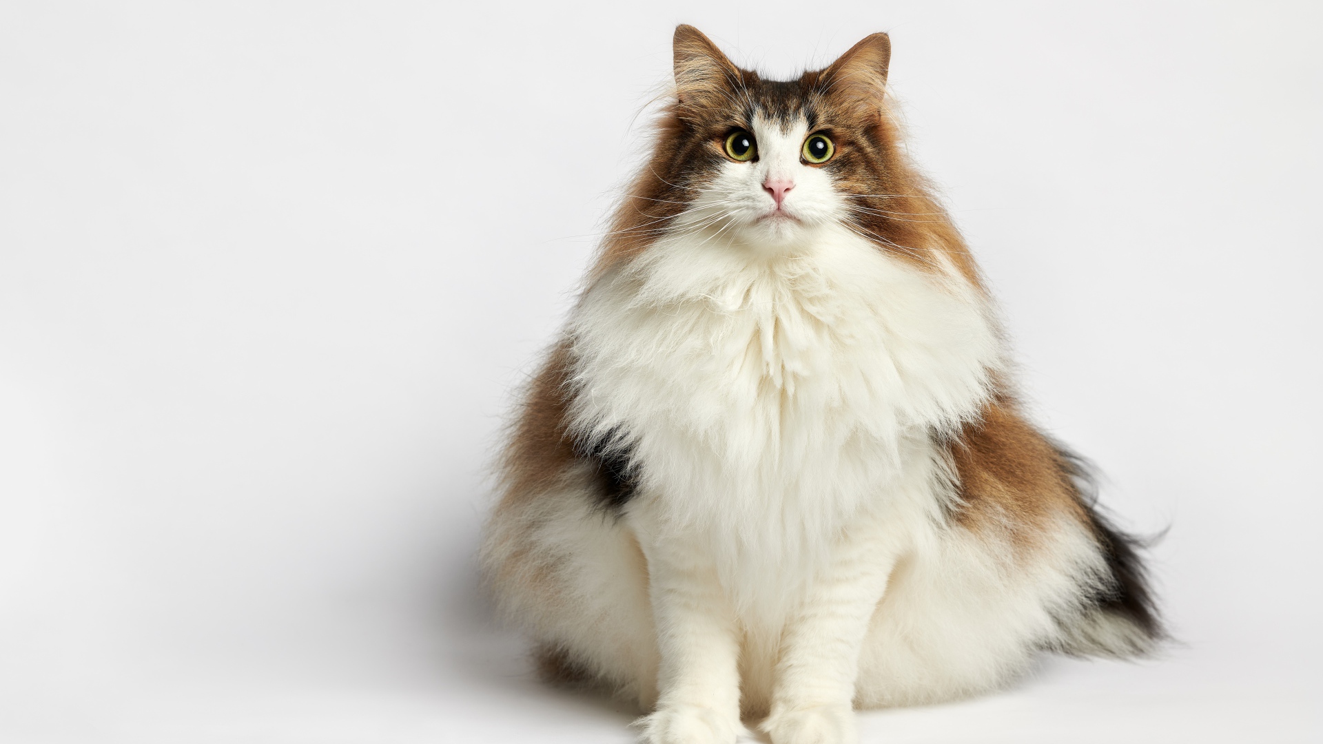 Толстый пушистый породистый кот на белом фоне