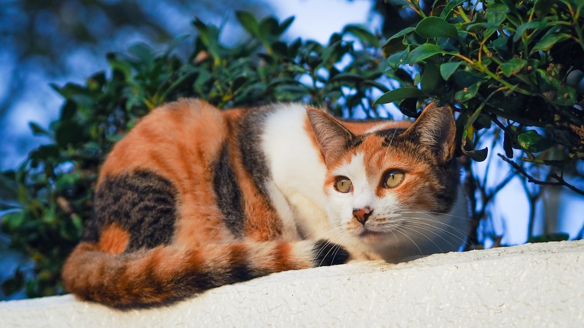 Трехцветная кошка греется на солнце