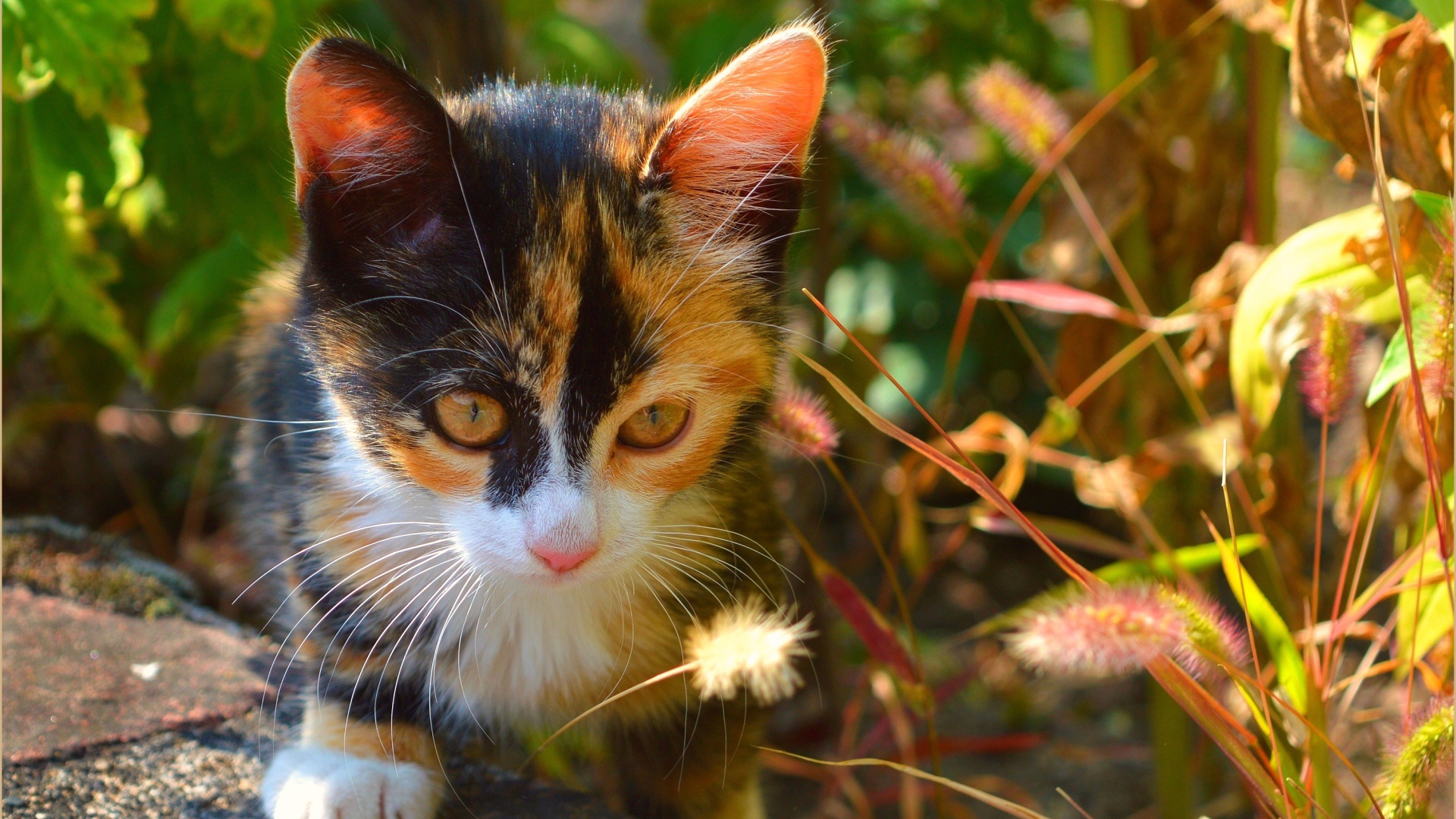 Трехцветный котенок сидит в траве