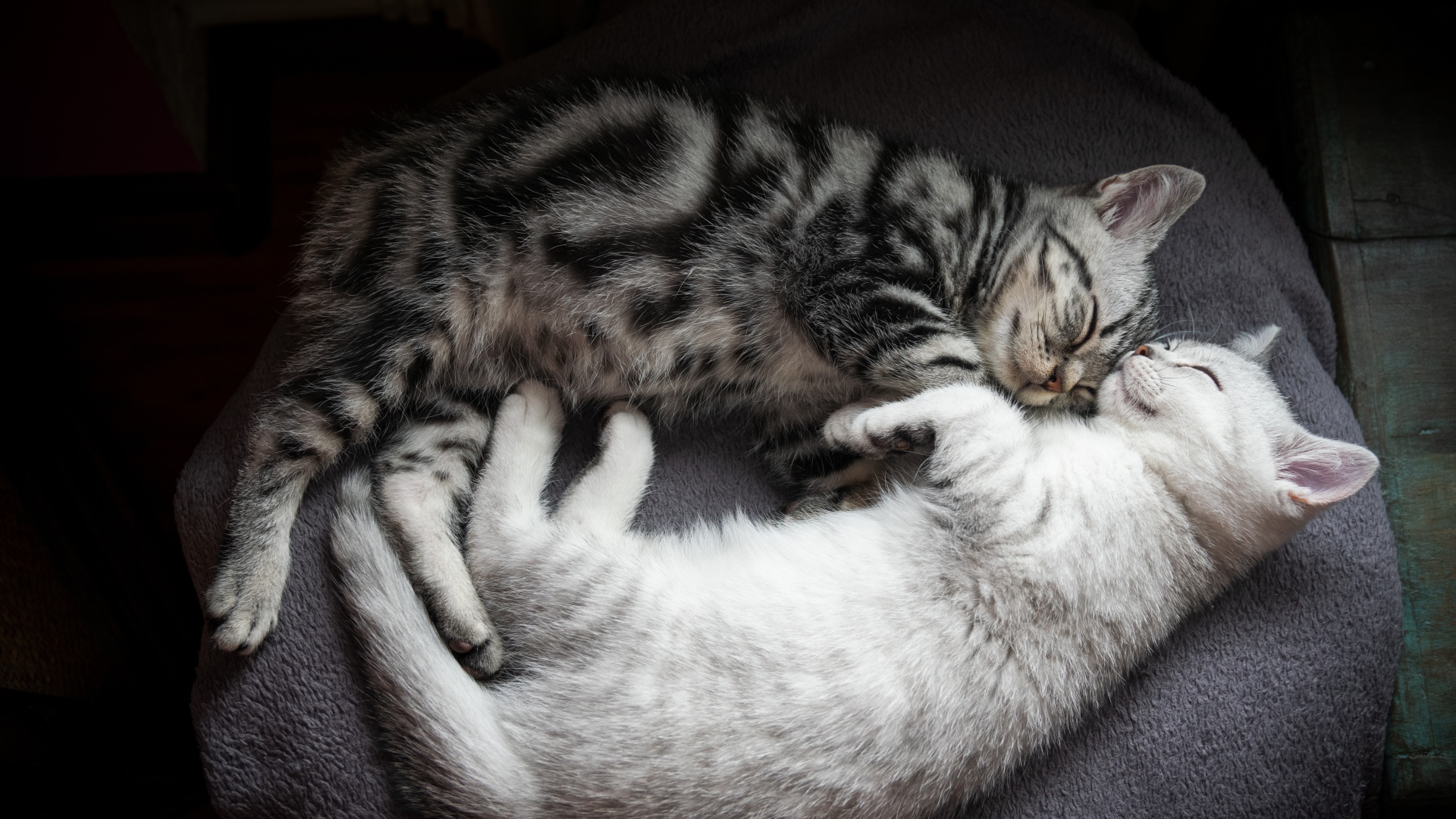 Два милых породистых котенка спят на кровати 