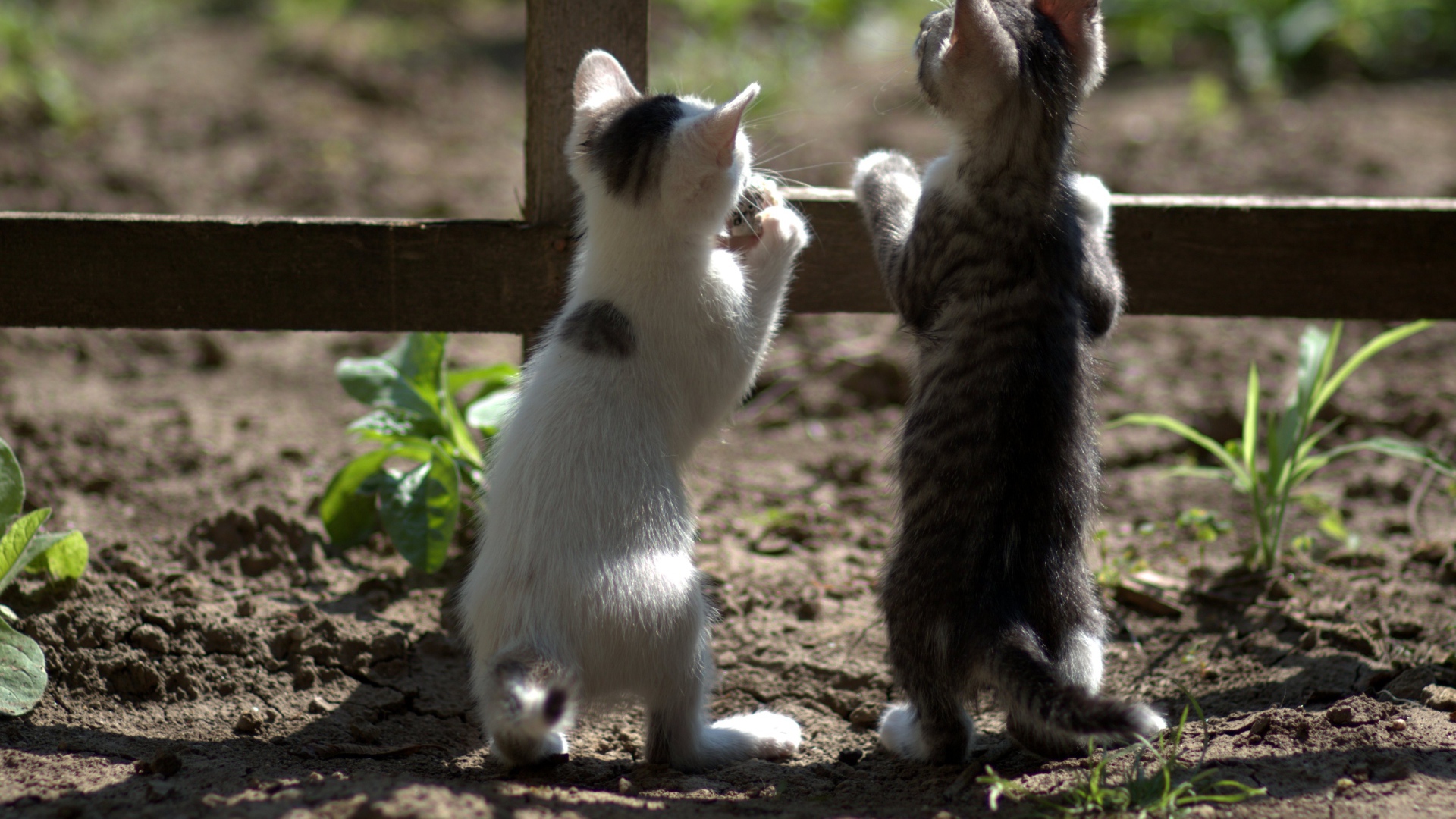 Два маленьких котенка у забора