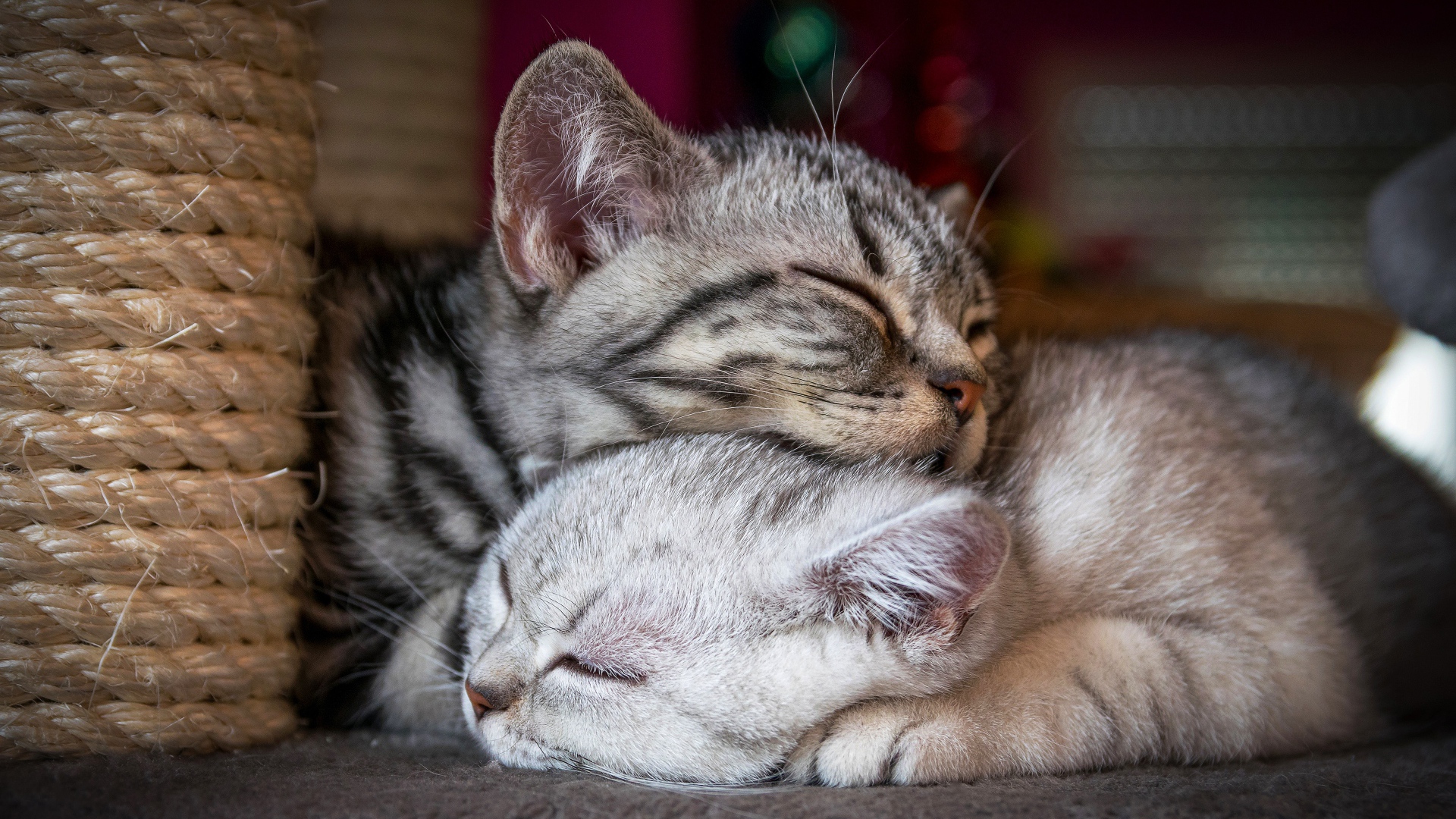 Два спящих породистых кота