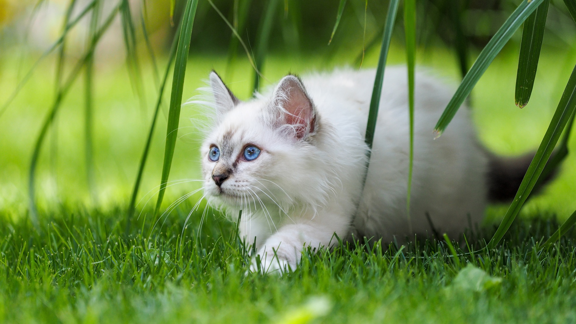Белый породистый котенок с голубыми глазами на зеленой траве
