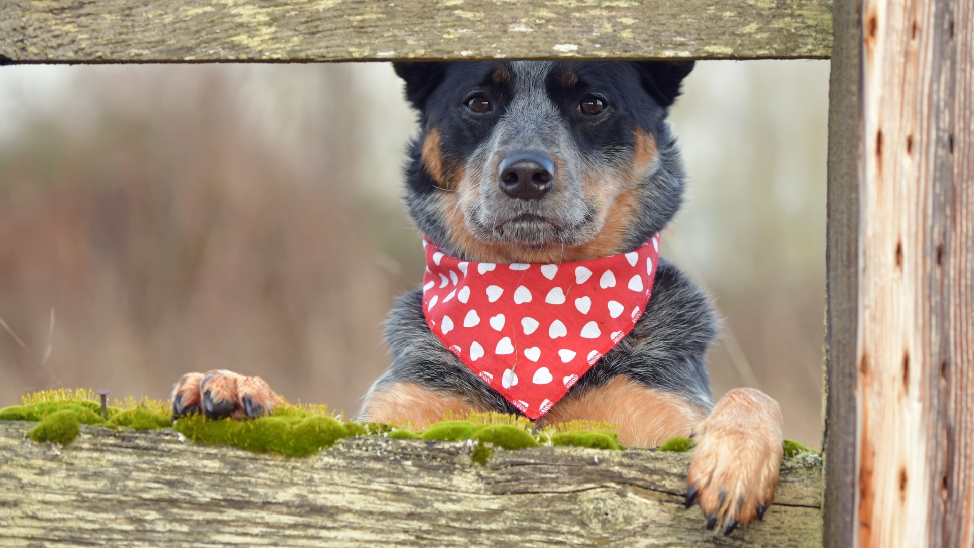 Собака с платком на шее стоит у забора