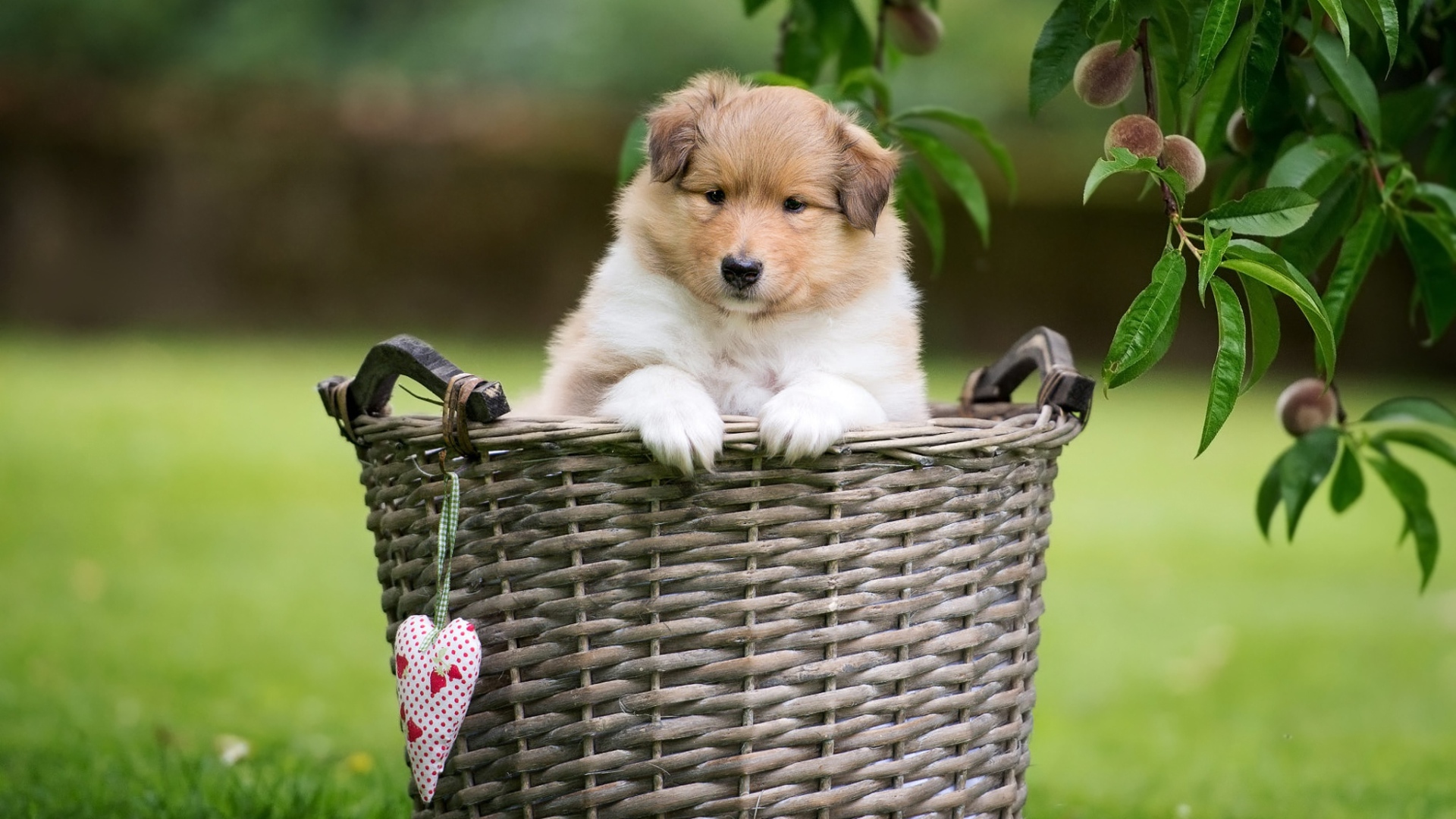 Маленький щенок шелти сидит в плетеной корзине