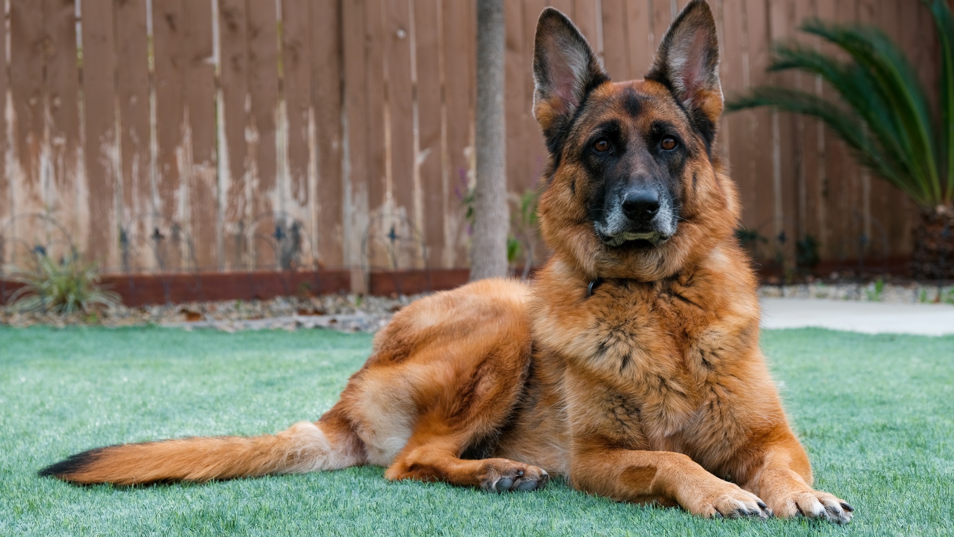 Большая красивая овчарка лежит на зеленой траве