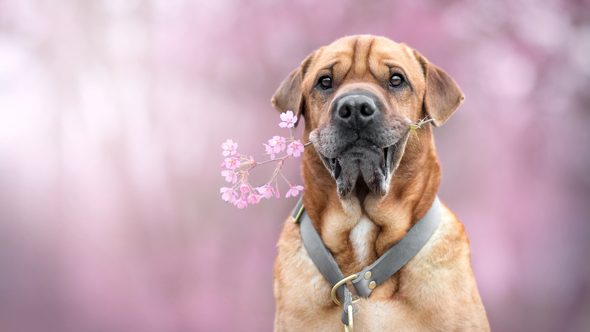 Большой пес с цветком в зубах 