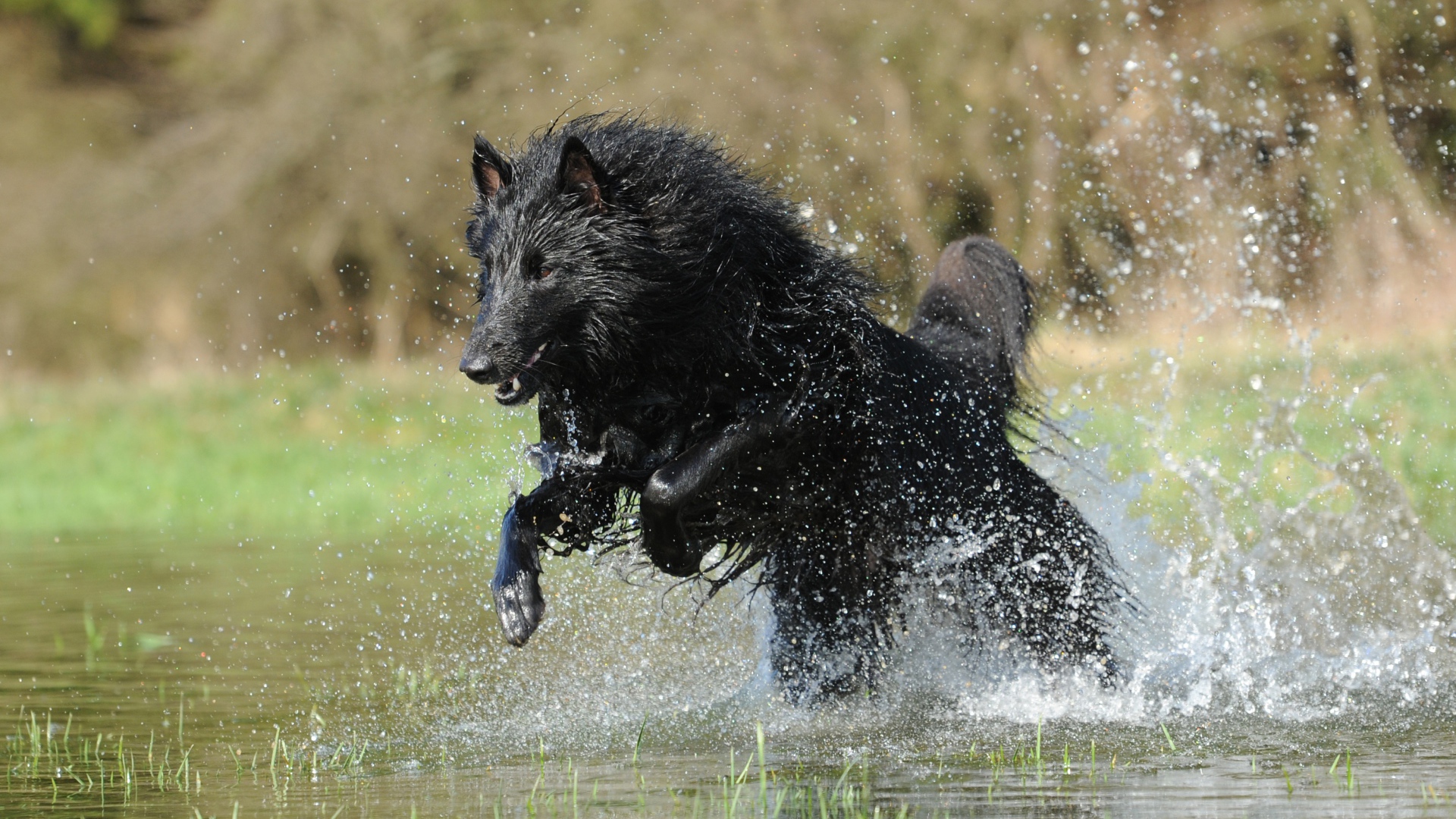 Черная Бельгийская овчарка бежит по воде