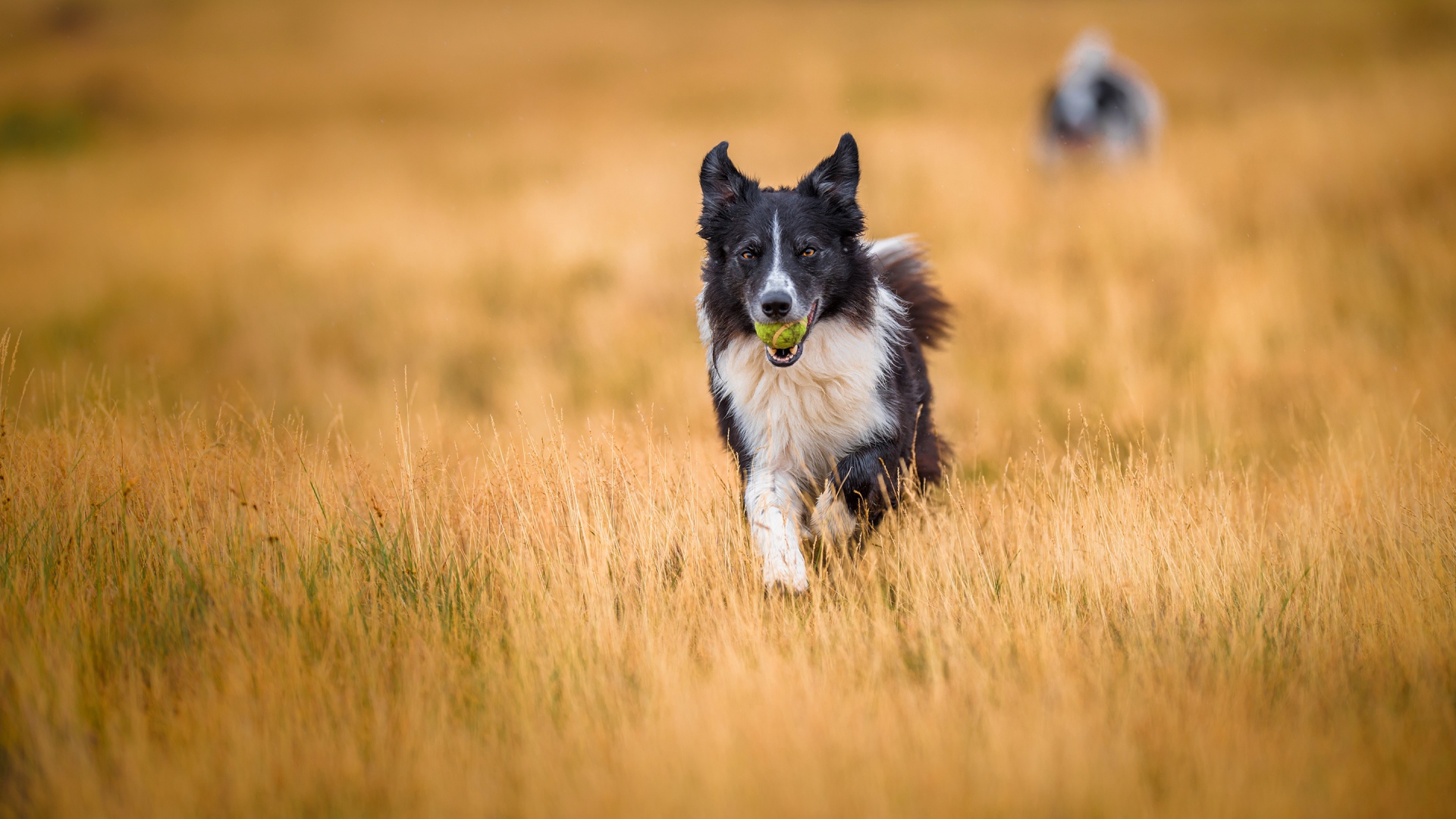 Border Collie dog with a ball in his mouth runs across the field