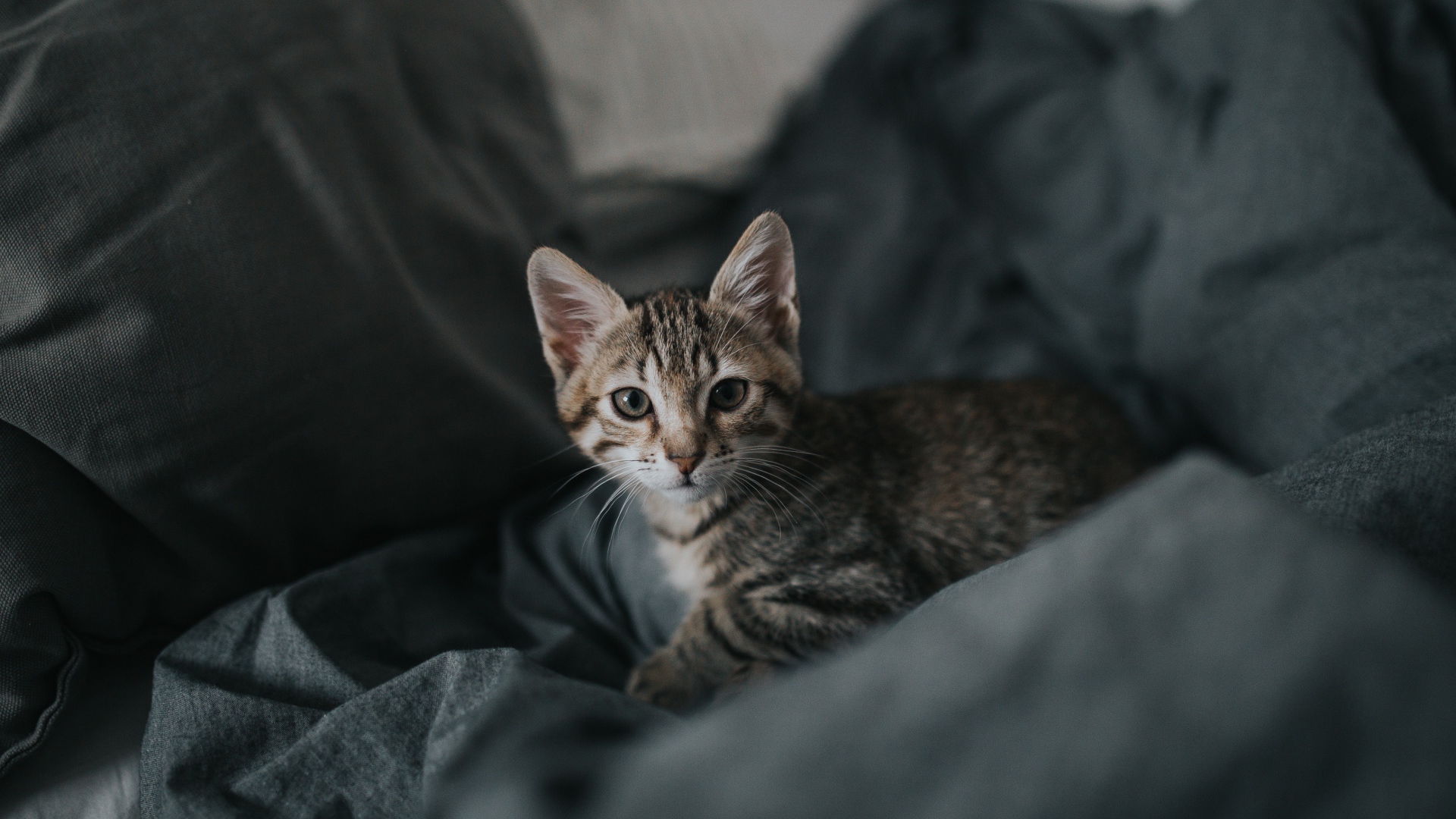 Милый серый котенок лежит на сером покрывале