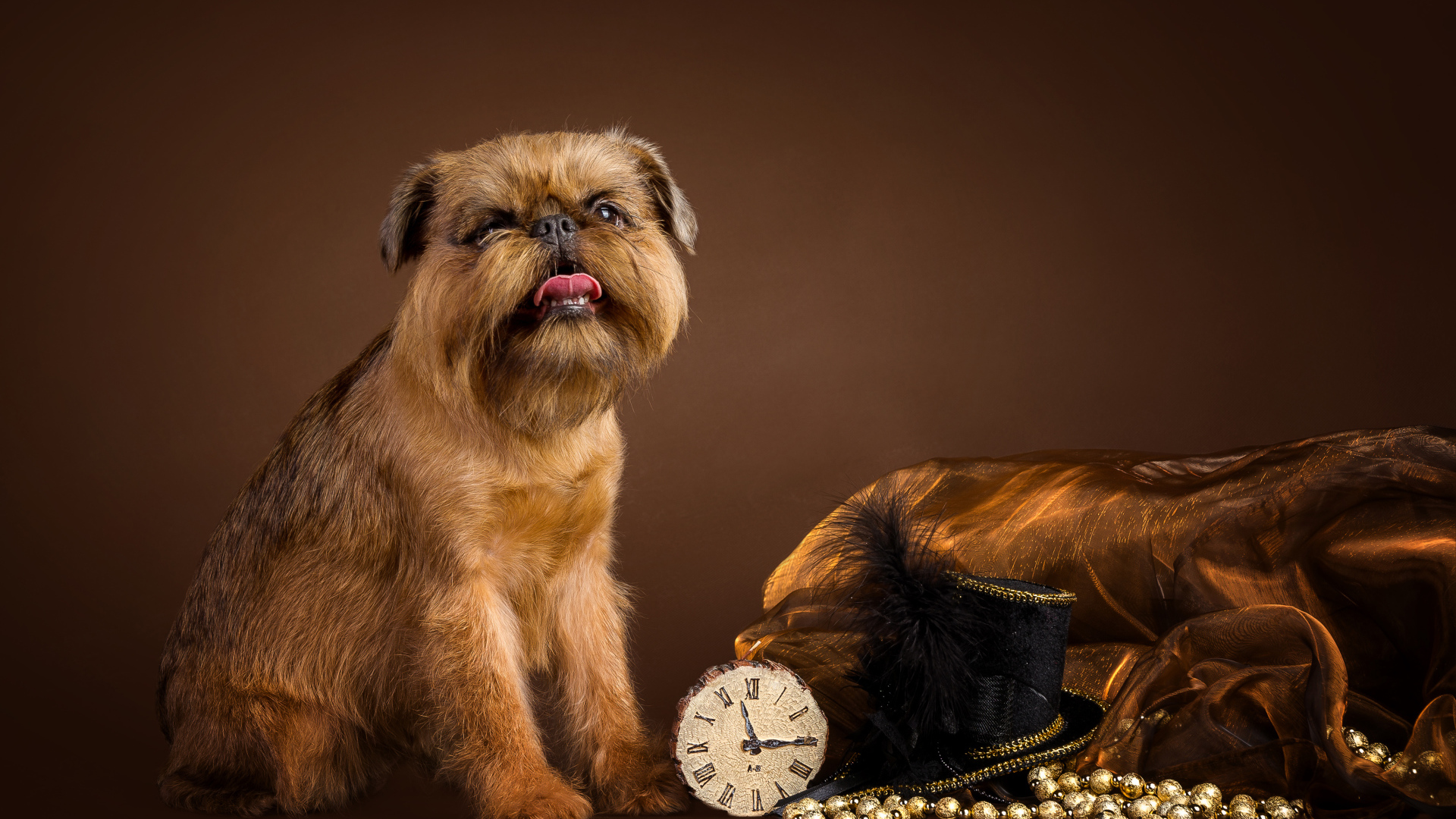 Собака породы Бельгийский гриффон с часами и шляпой на коричневом фоне