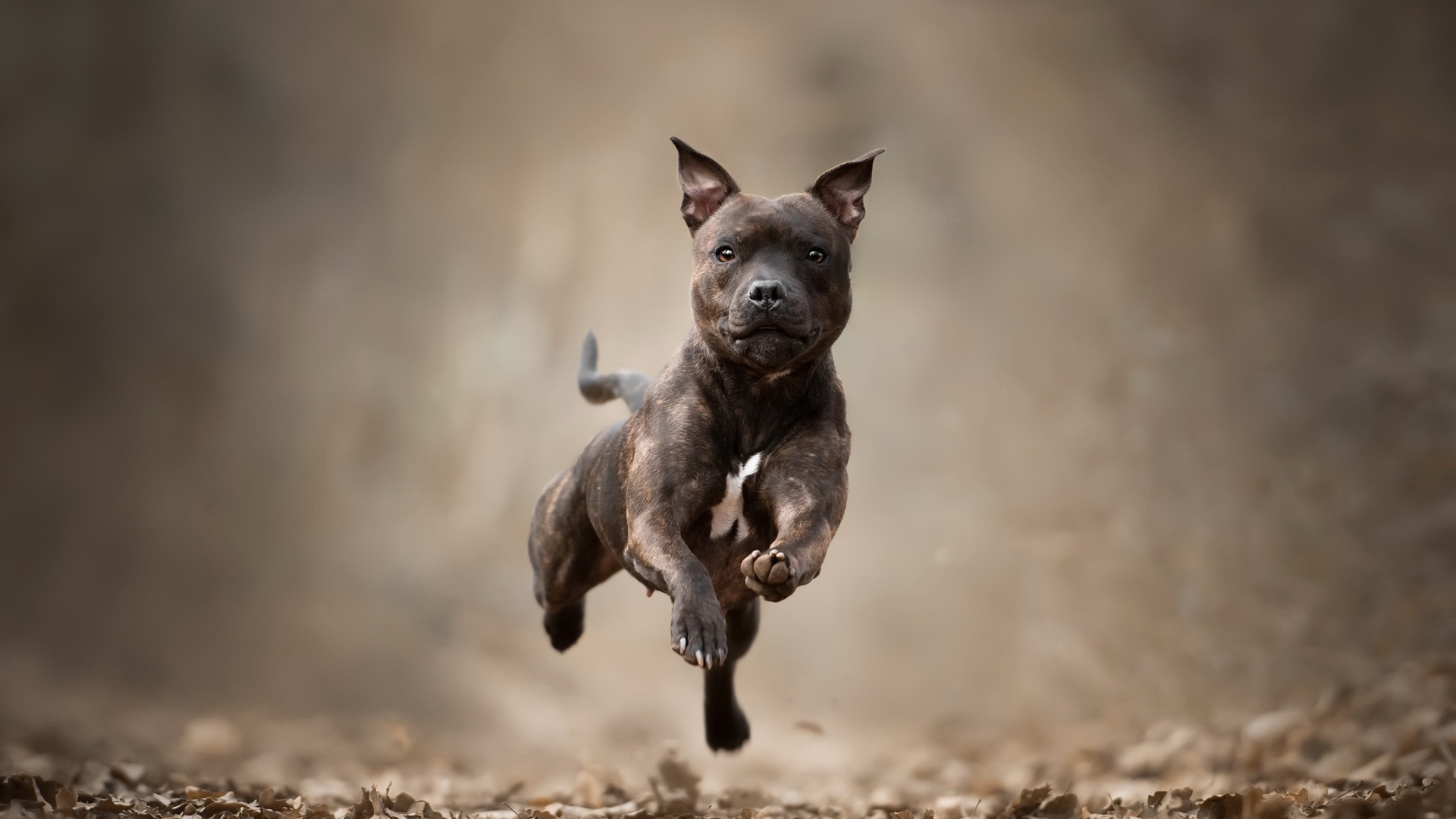 Собака породы Стаффордширский бультерьер бежит по сухой листве