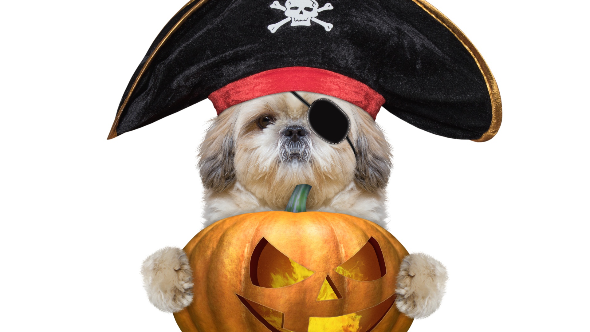 Пес в костюме пирата с тыквой на Хэллоуин 