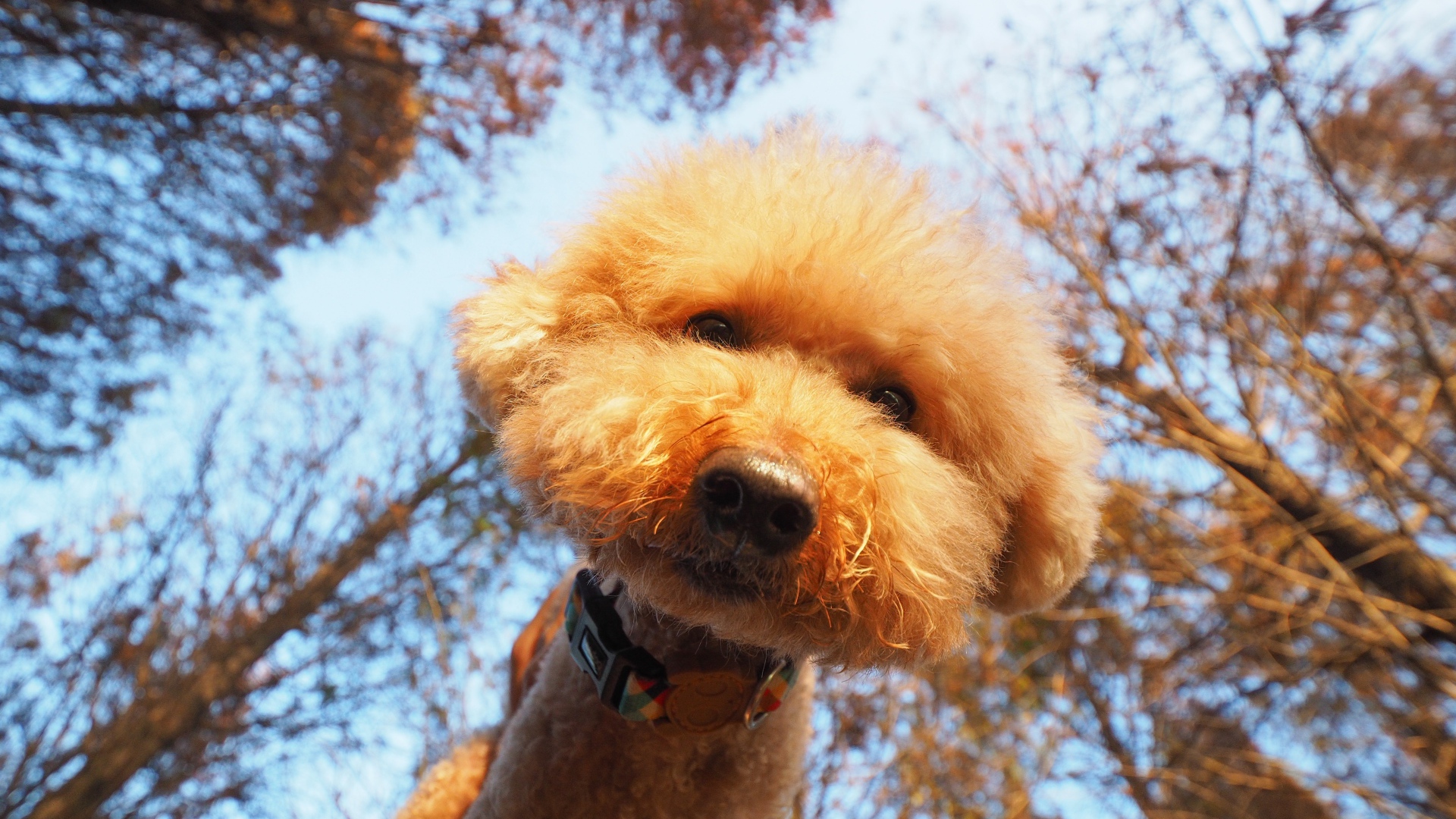 Пушистый рыжий пес смотрит в объектив камеры 