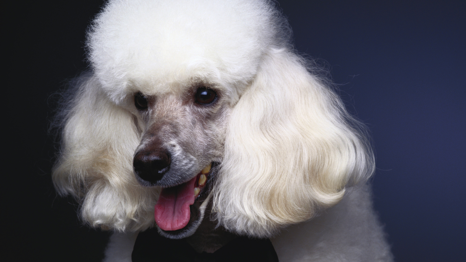 Пушистый белый пудель с черной бабочкой на шее