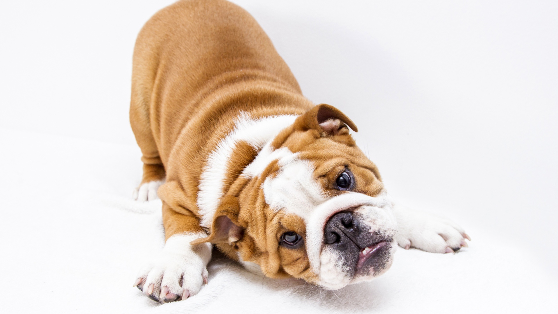 Забавный бульдог на белом фоне