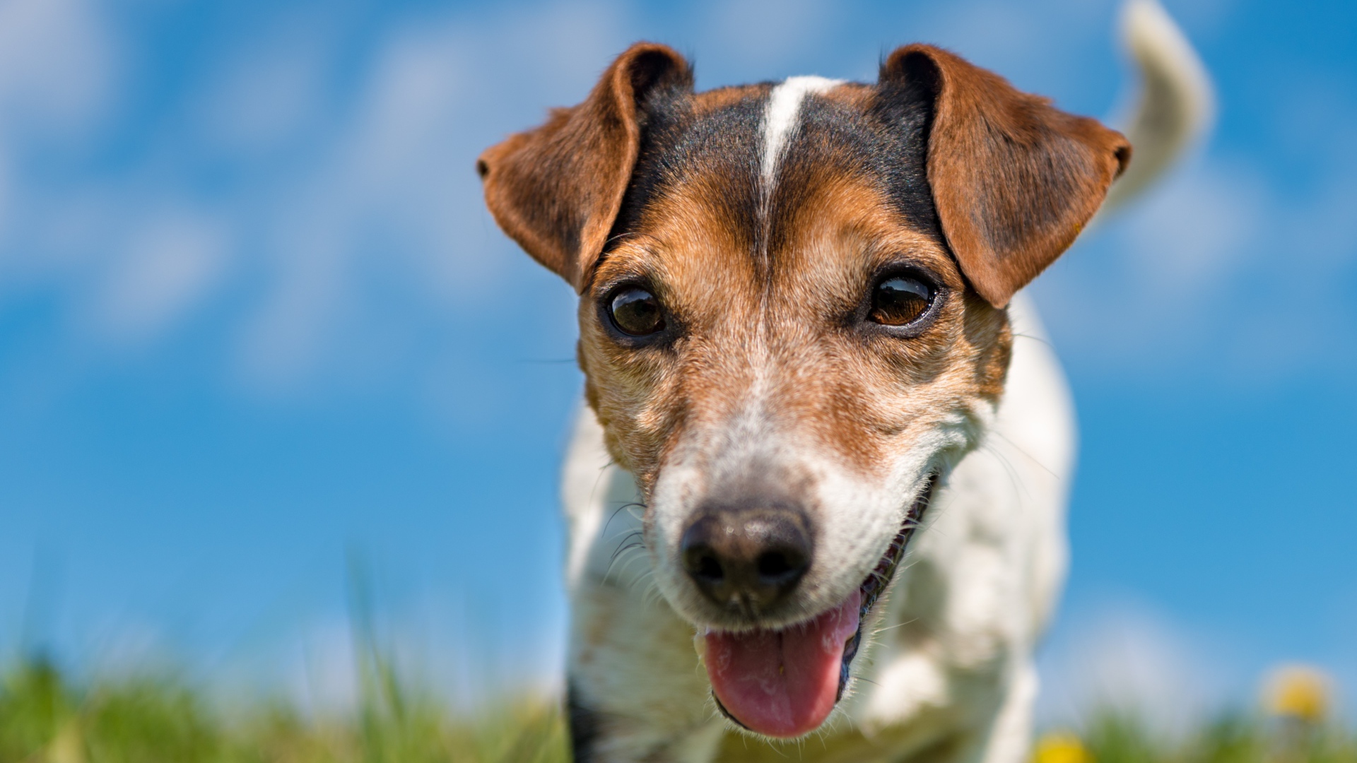 Смешной пес породы Джек-рассел-терьер крупным планом