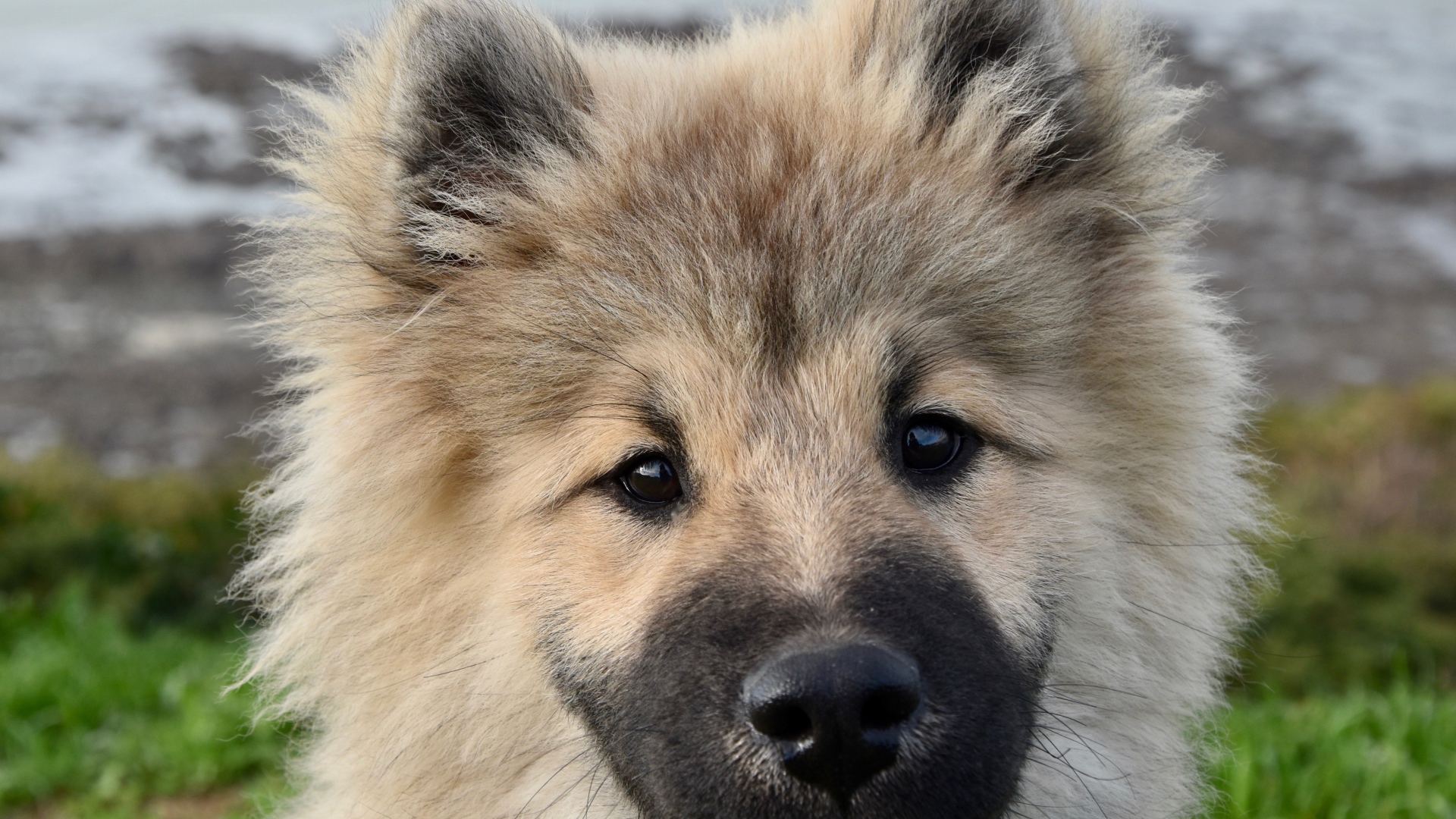 Funny fluffy puppy Eurasier breed close-up