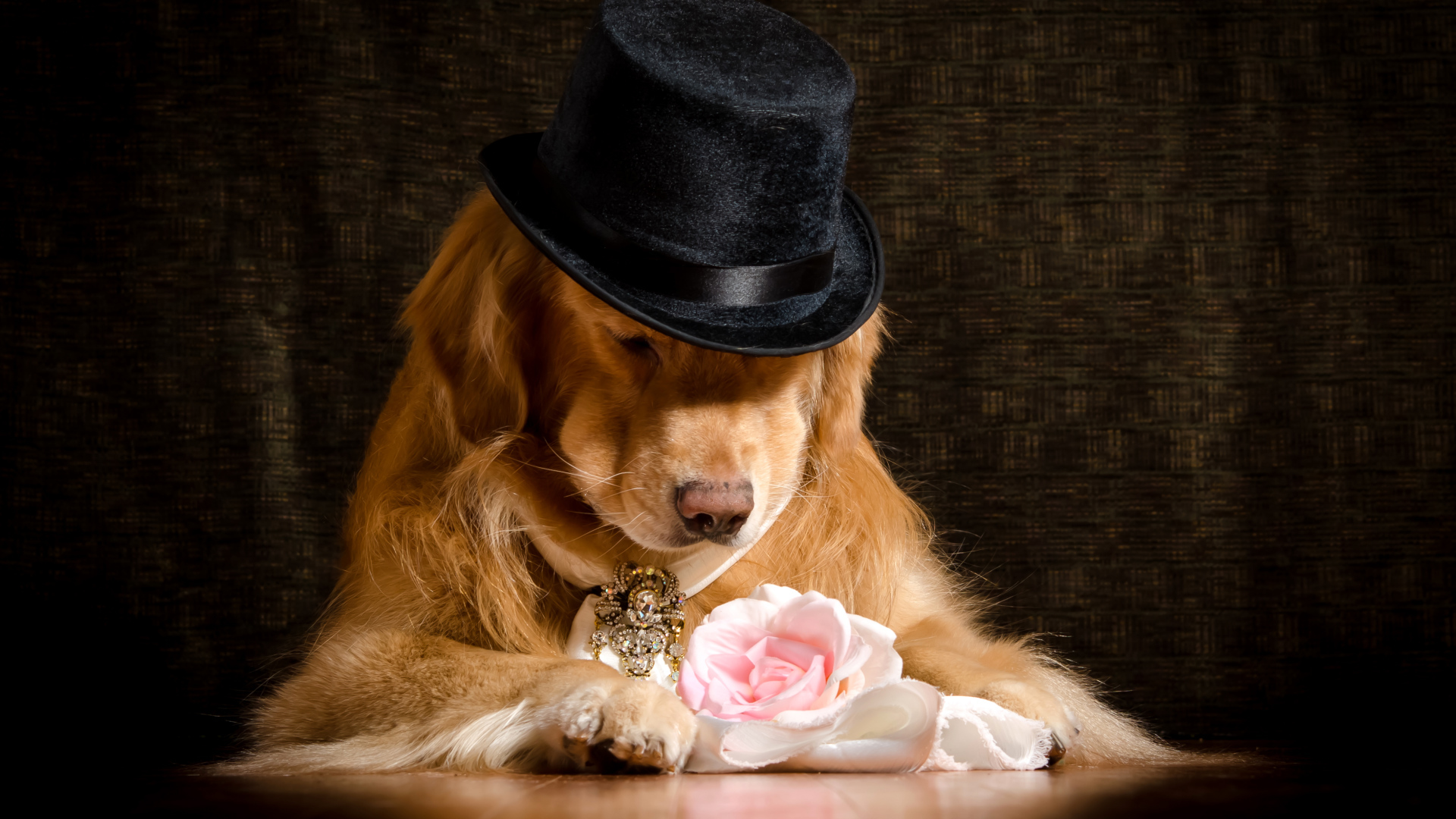 Золотистый ретривер в черной шляпе с розовой розой