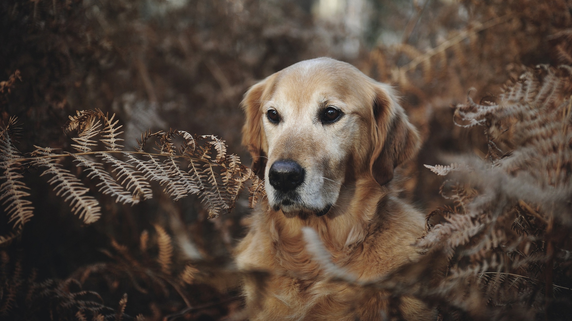 Золотистый ретривер сидит в траве 