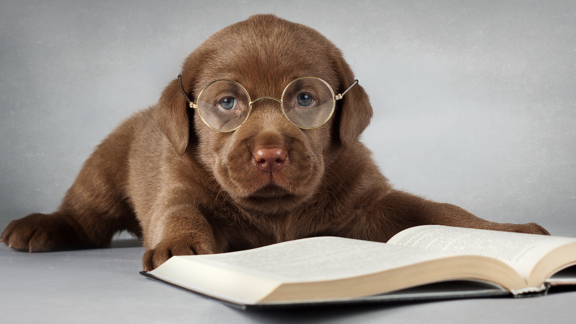 Labrador puppy in glasses with a book
