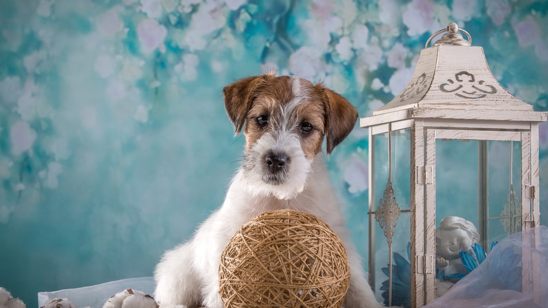 Puppy Sealyham Terrier with a decor