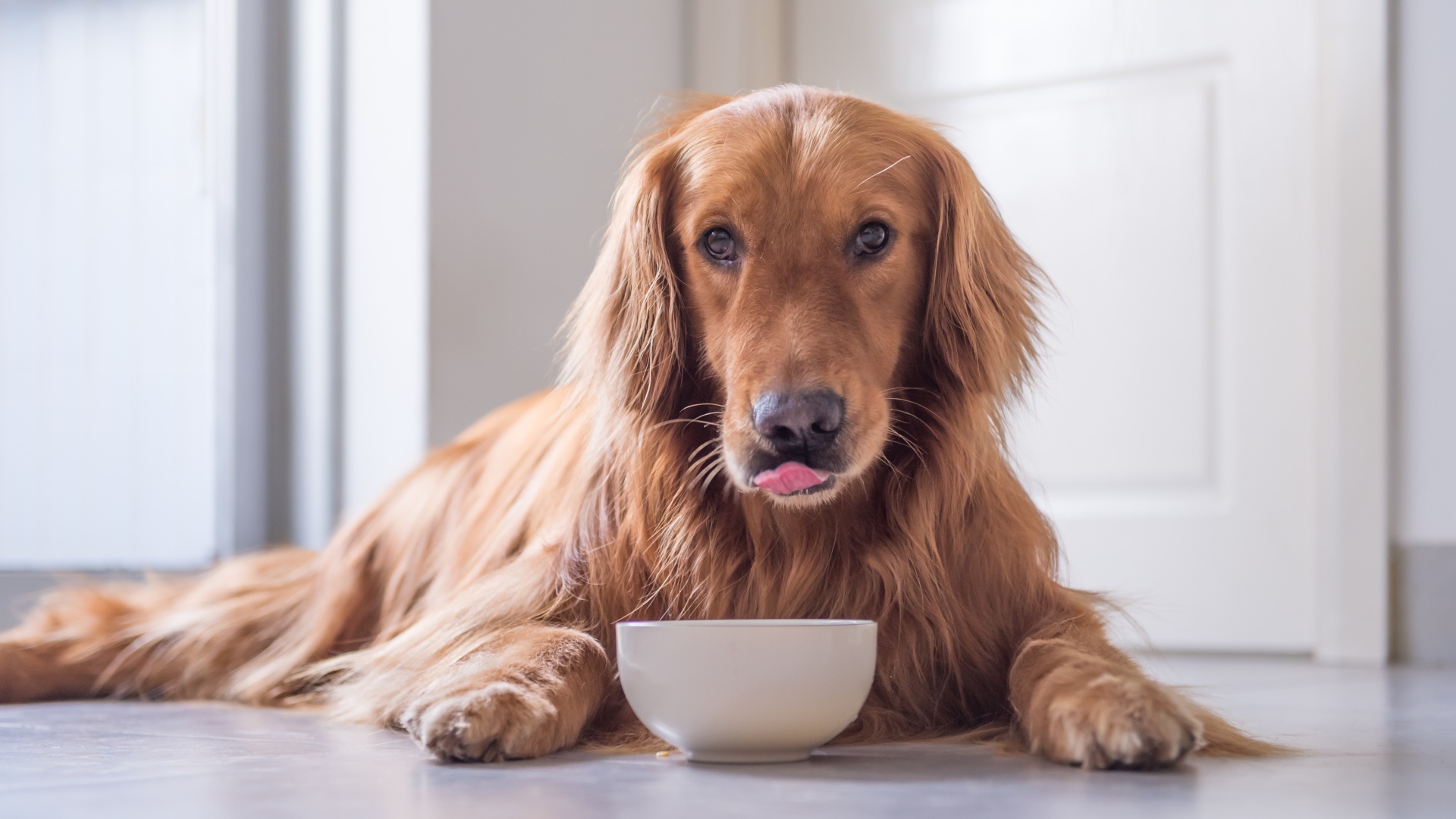 Породистая рыжая собака с чашкой 