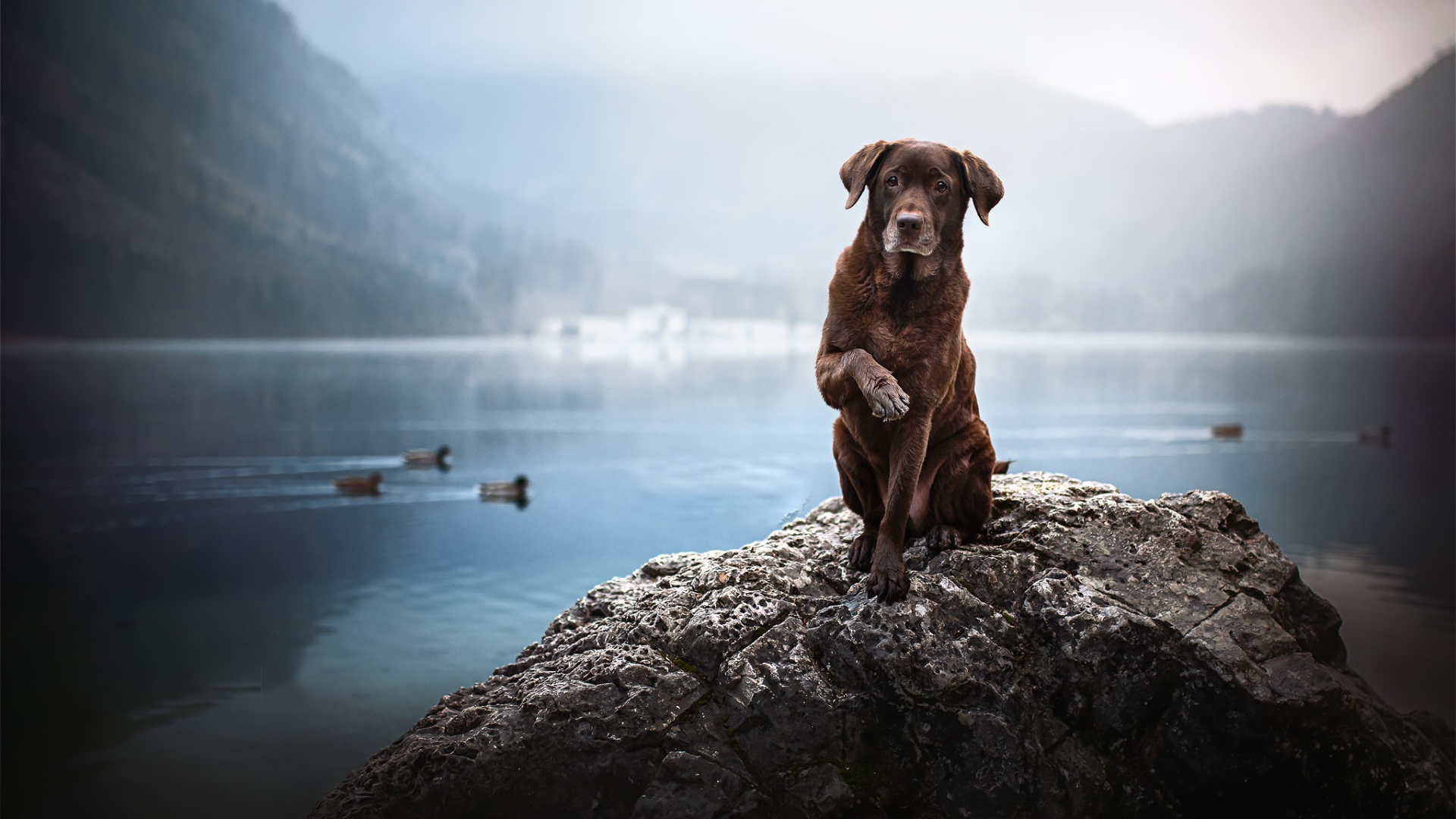Грустный коричневый пес сидит на камне у воды