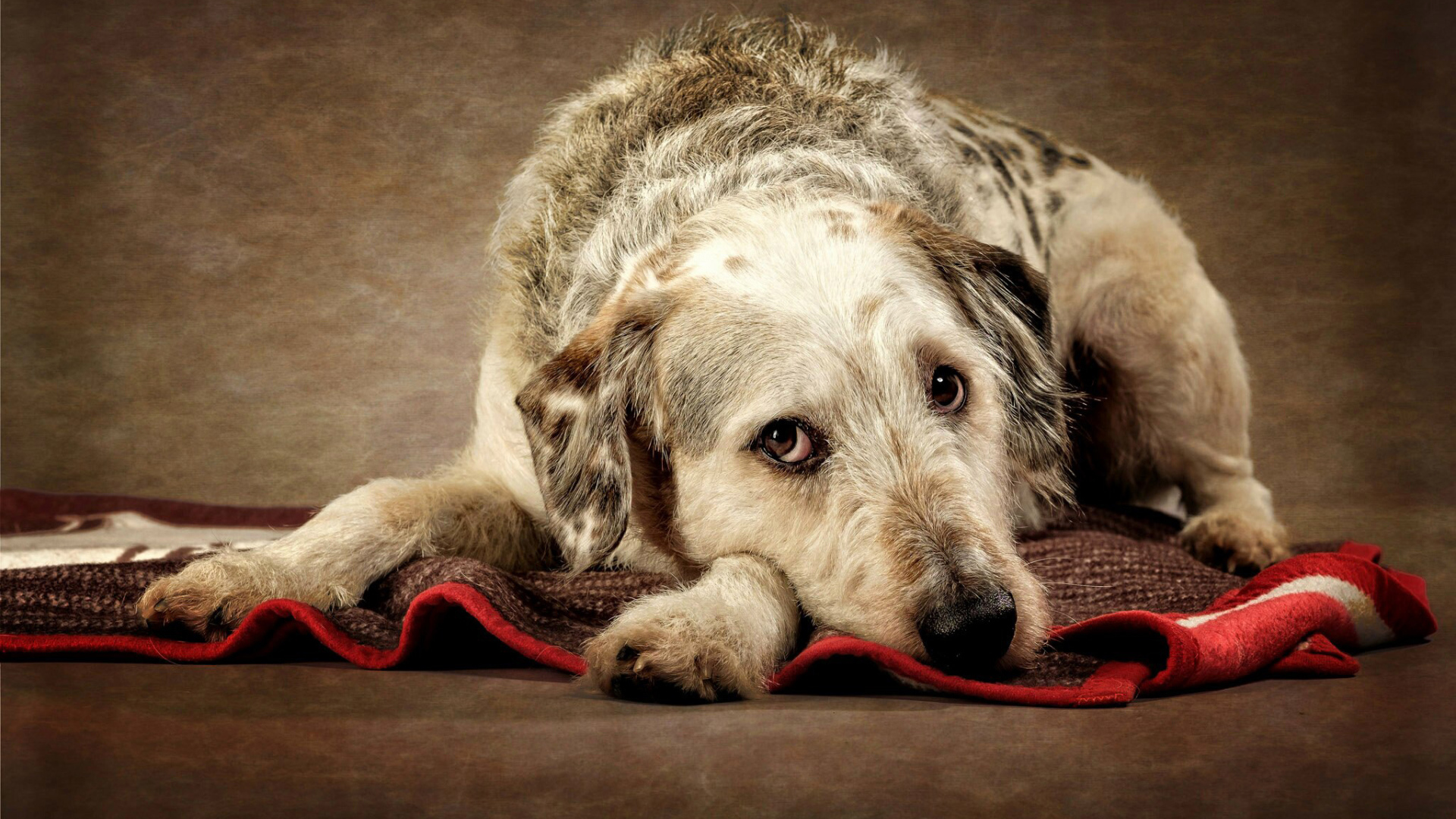 Грустный пес лежит на покрывале