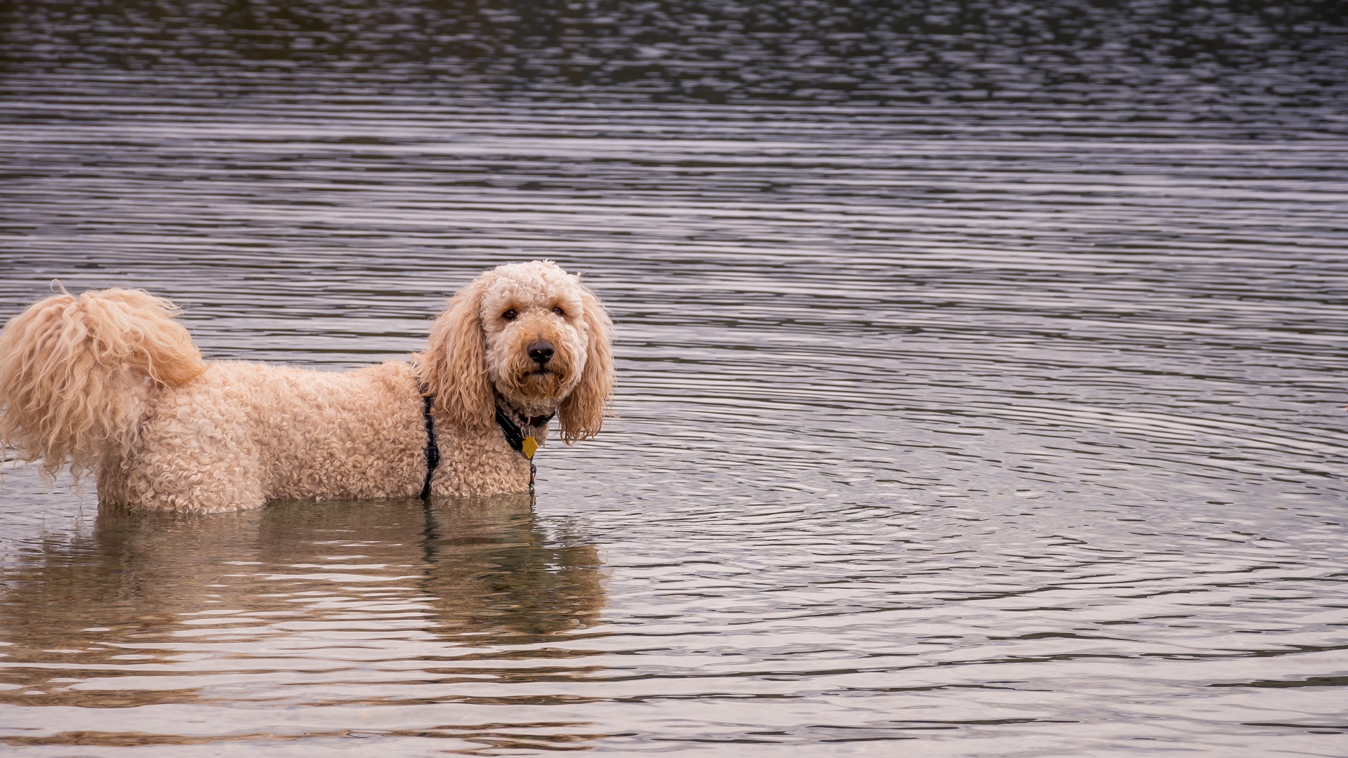 Лохматая собака стоит в воде