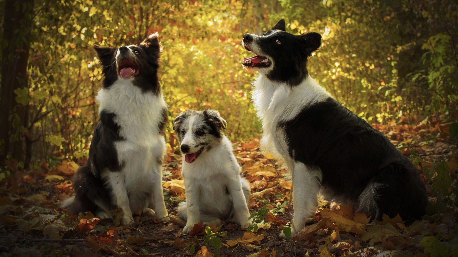 Three dogs of Border Collie breed in the autumn forest