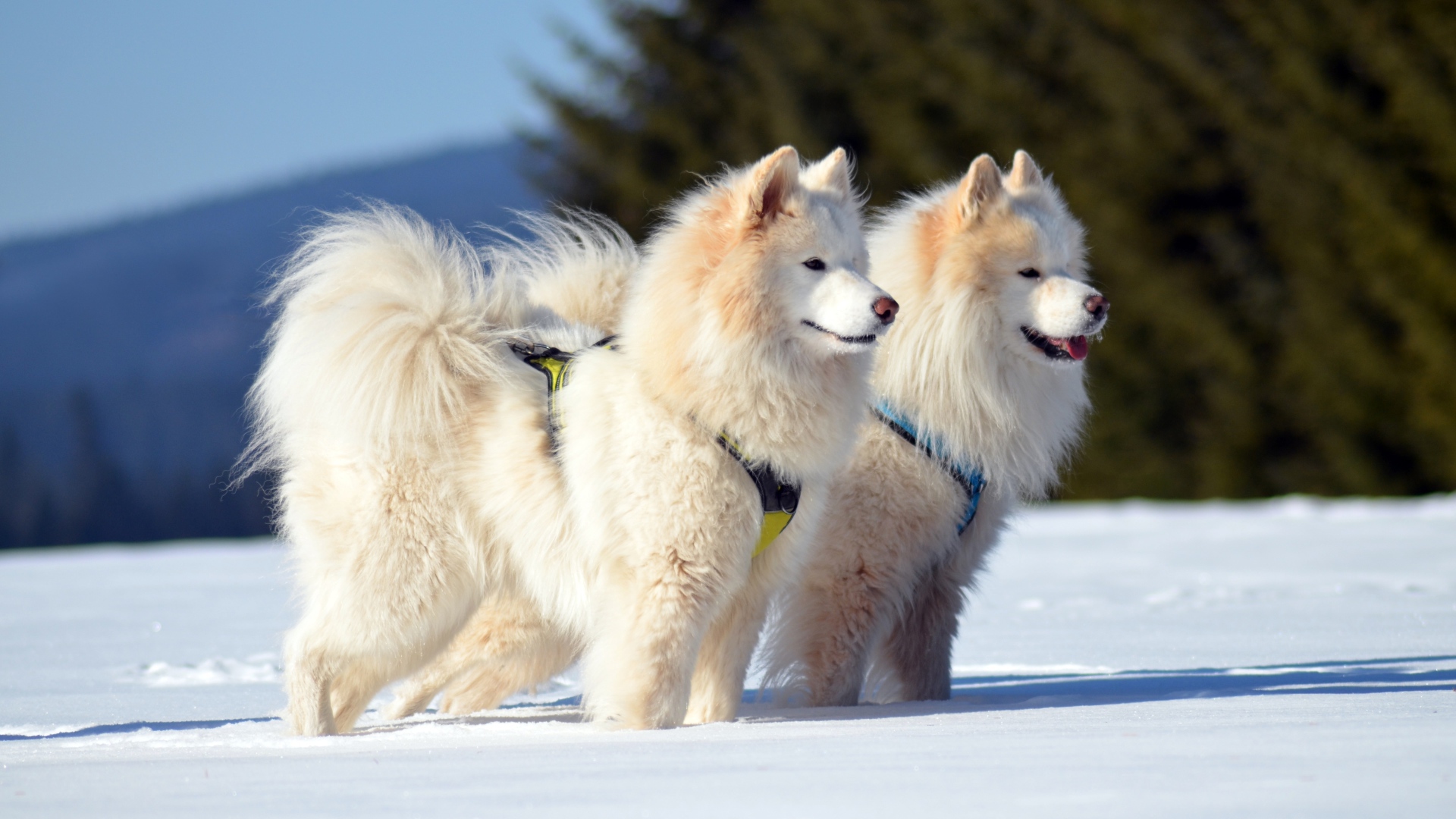 Две красивые пушистые белые Самоедские собаки на снегу