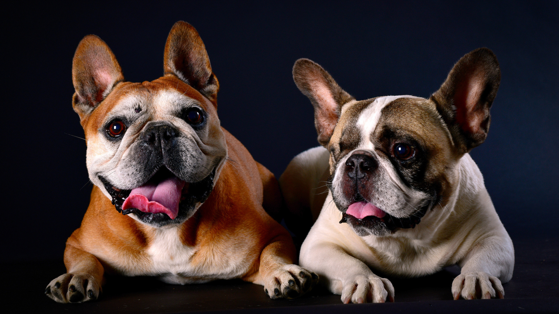 Two bulldogs lie on blue background