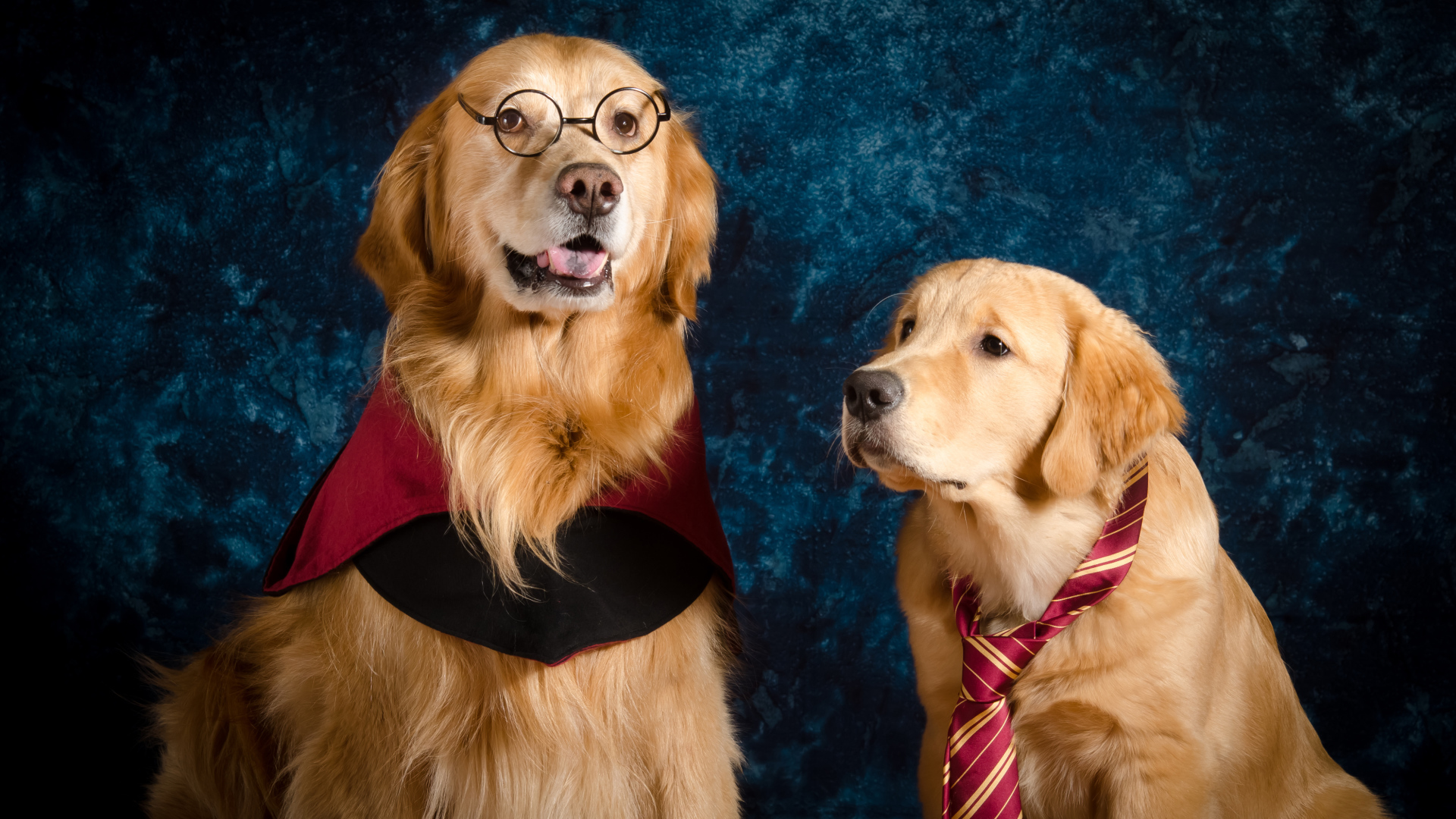 Два золотистых ретривера сидят на фоне синей стены 