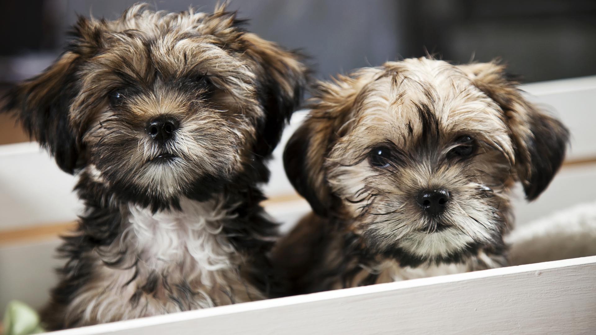 Два щенка шпица в коробке